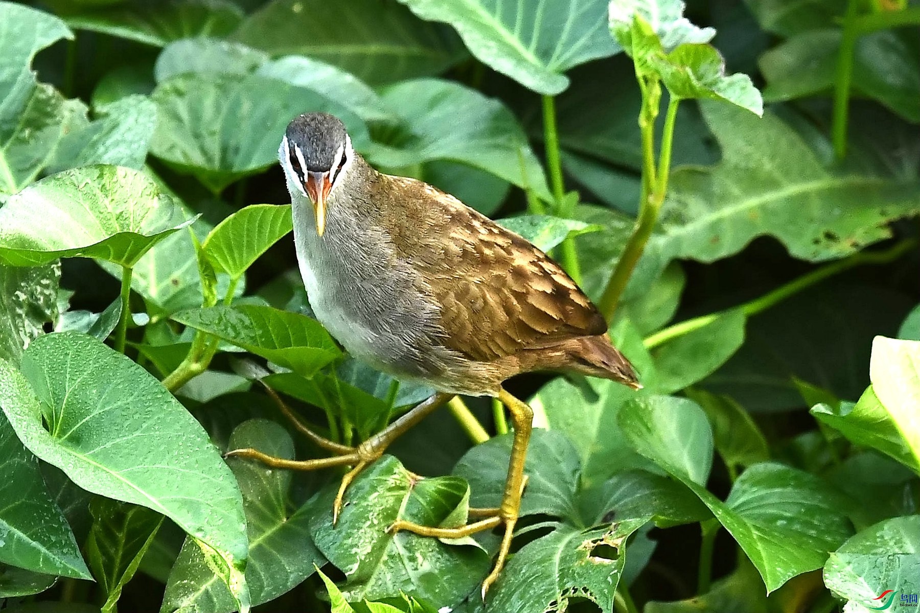 DSC_3016_����.jpg