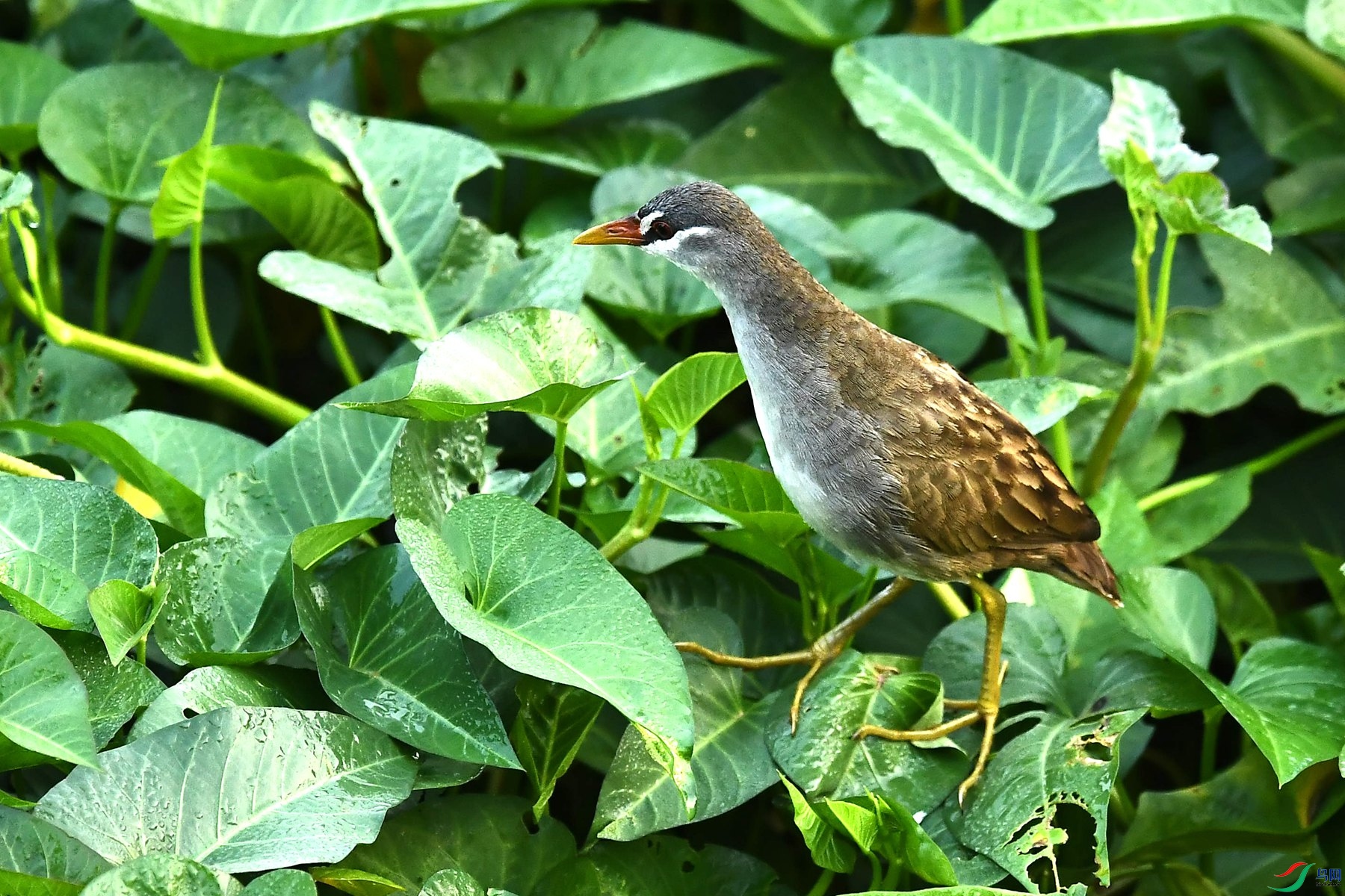 DSC_3031_����.jpg