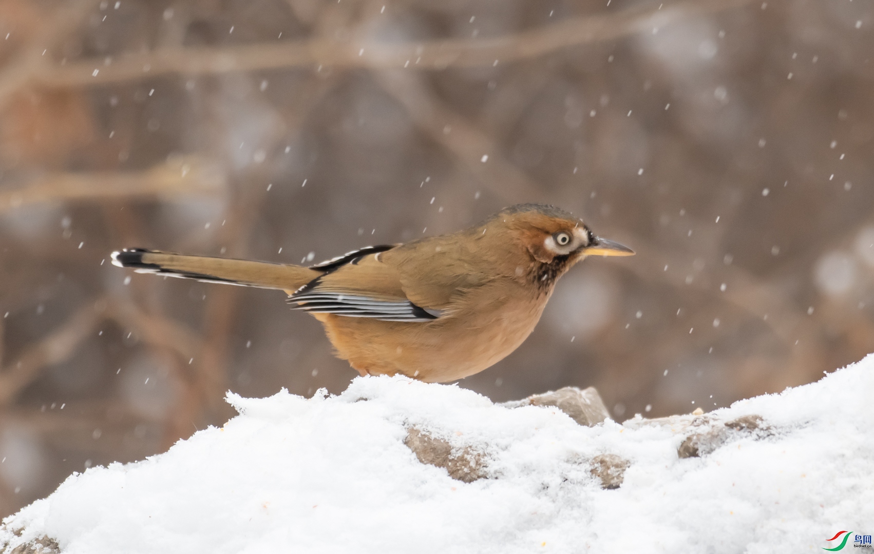 DSC_2953.jpg