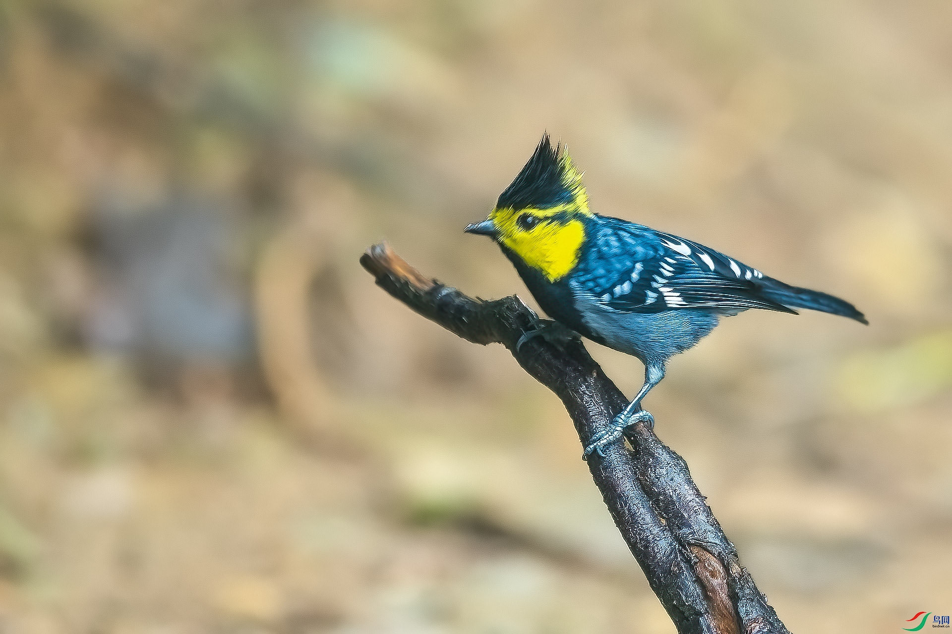 DSC_9508.jpg