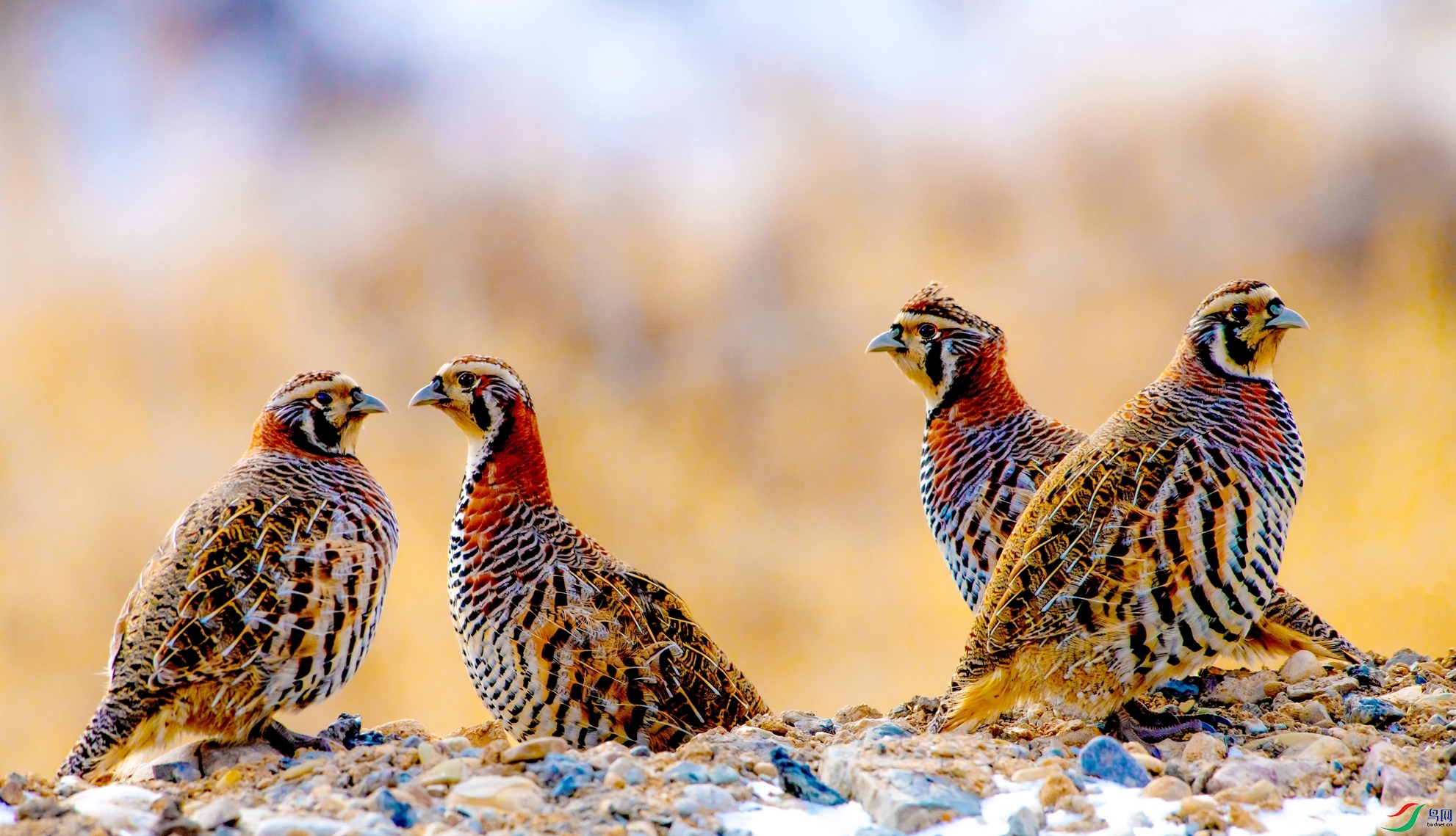 ����ԭɽ������ʱ�⡷��Ӱ���μ���  �绰��13109718696_����_����.jpg