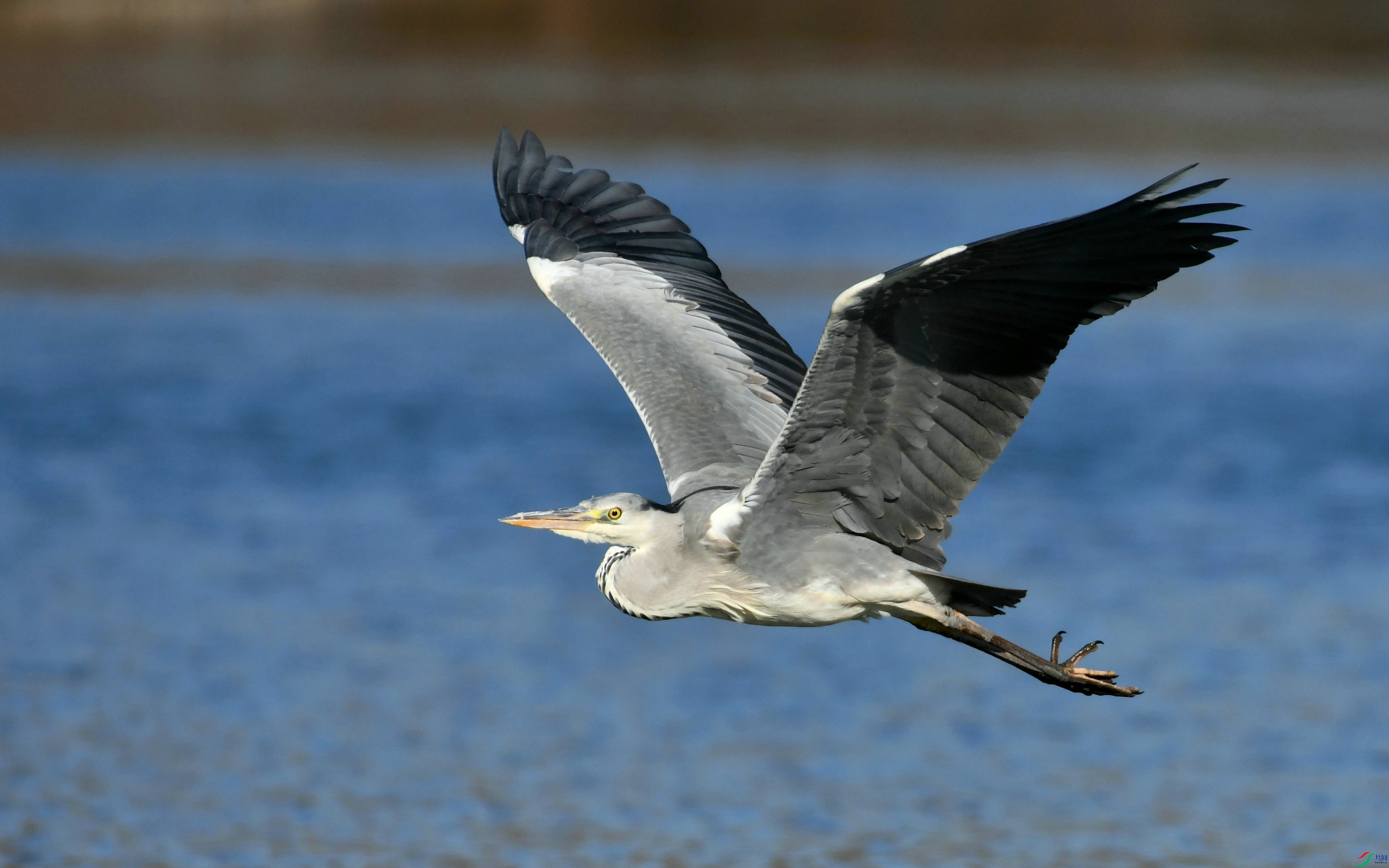 DSC_6603.JPG