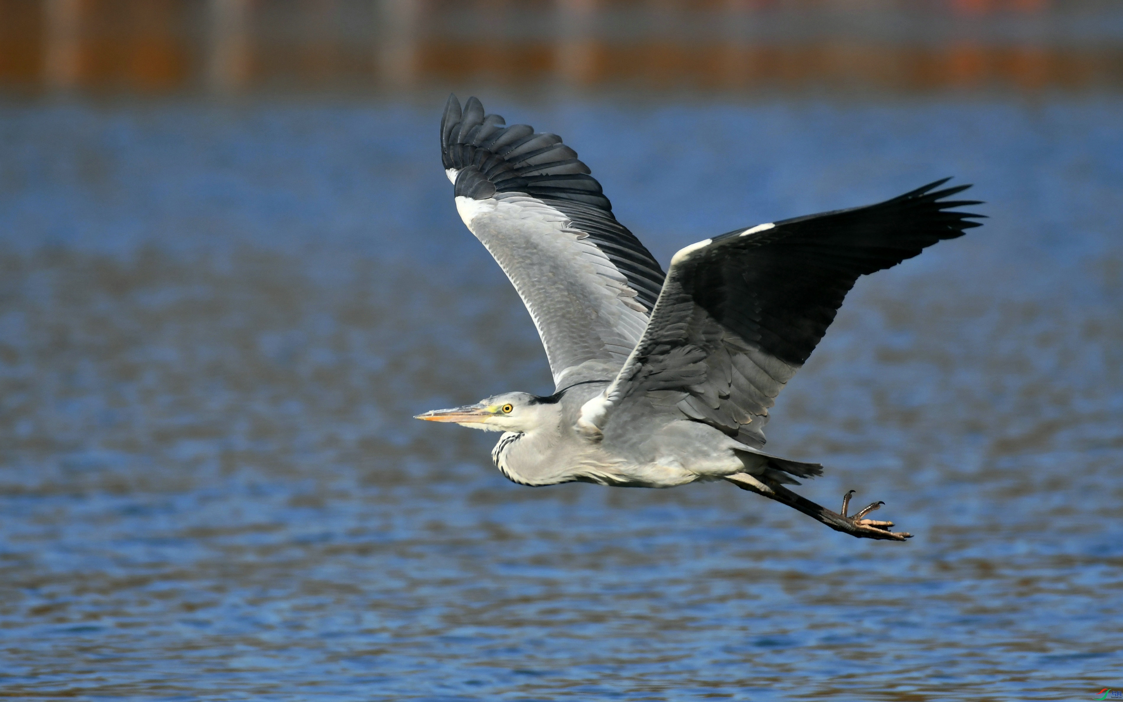 DSC_6612.JPG