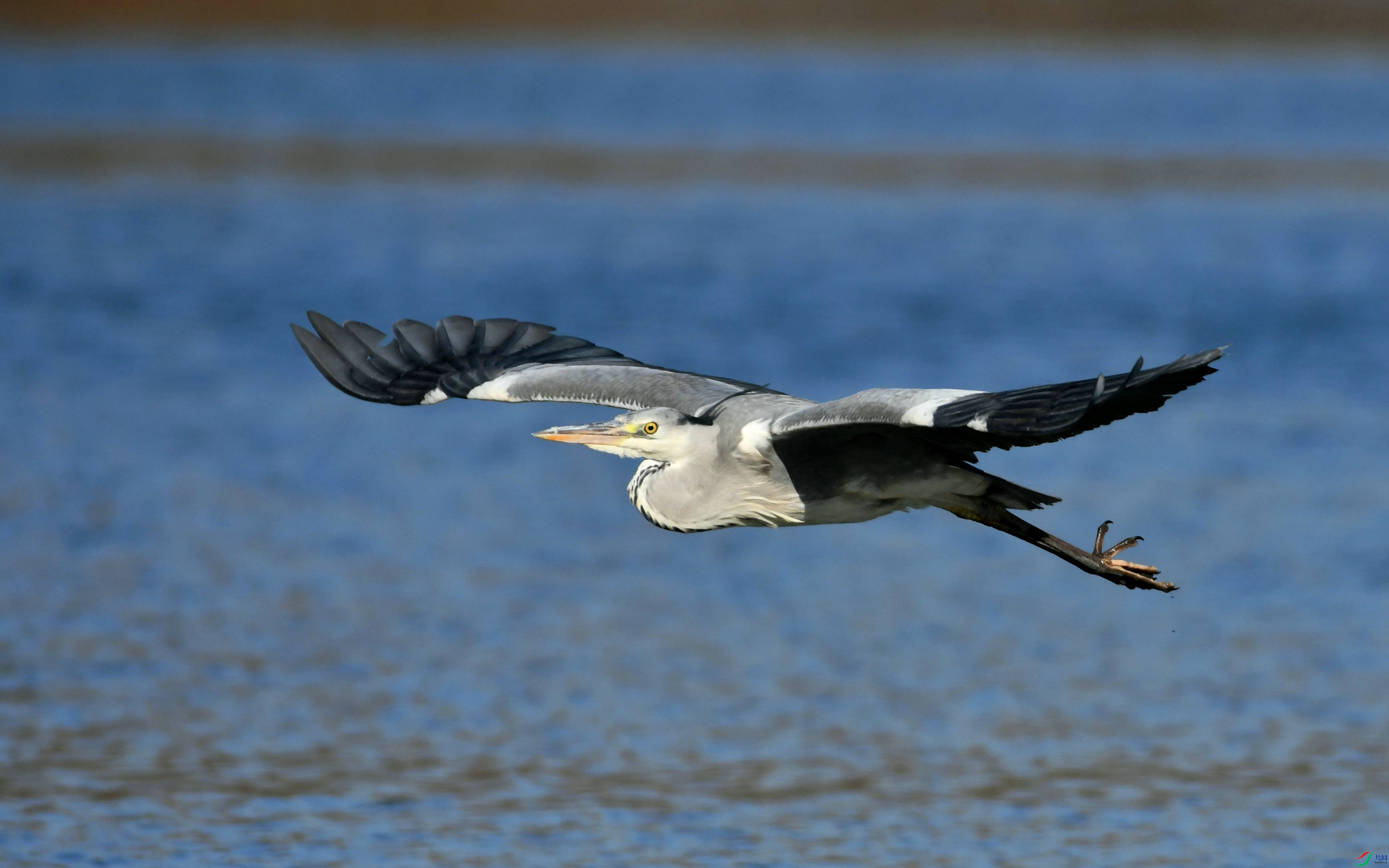 DSC_6604.JPG