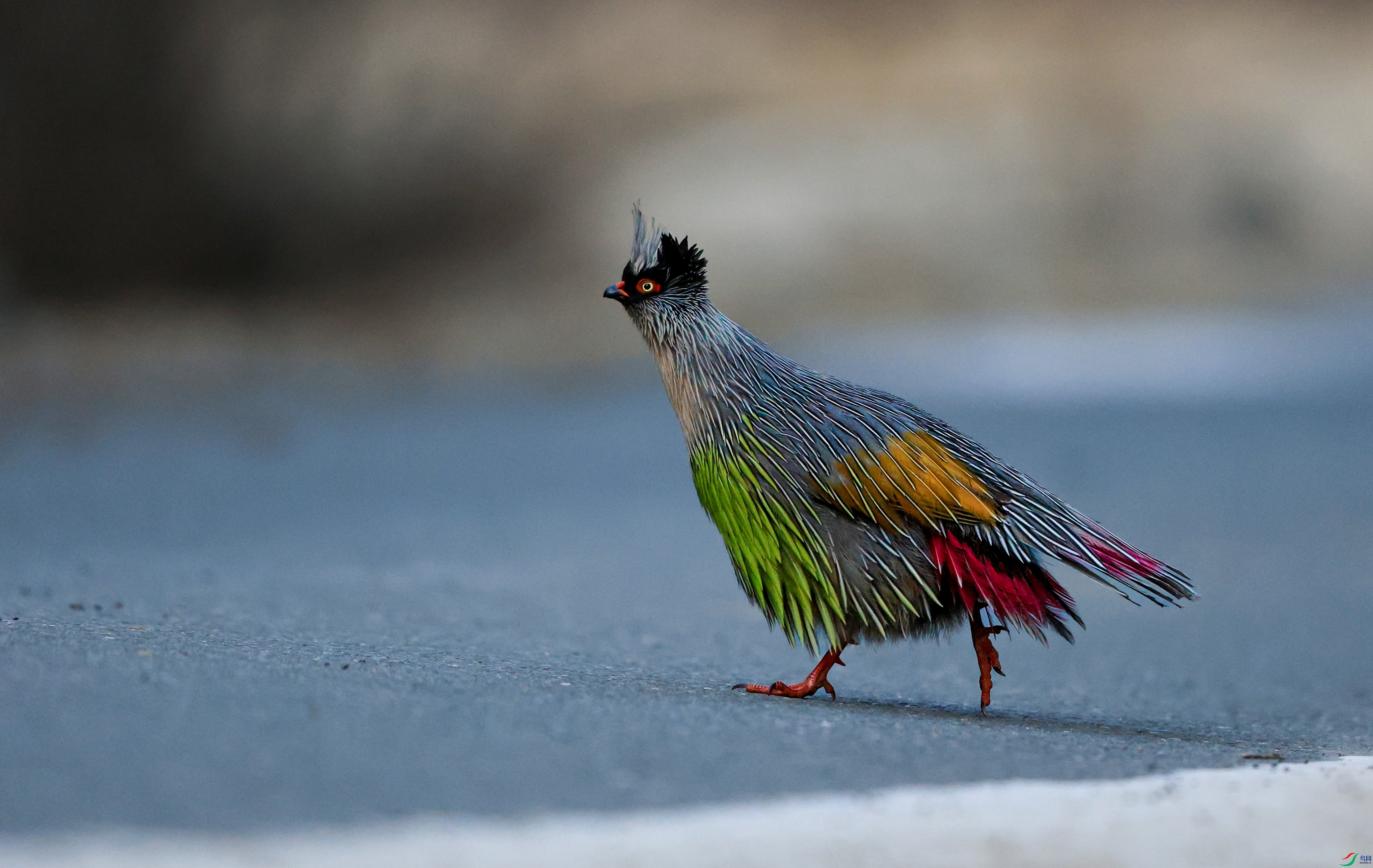 7X5A3175 - ����.JPG