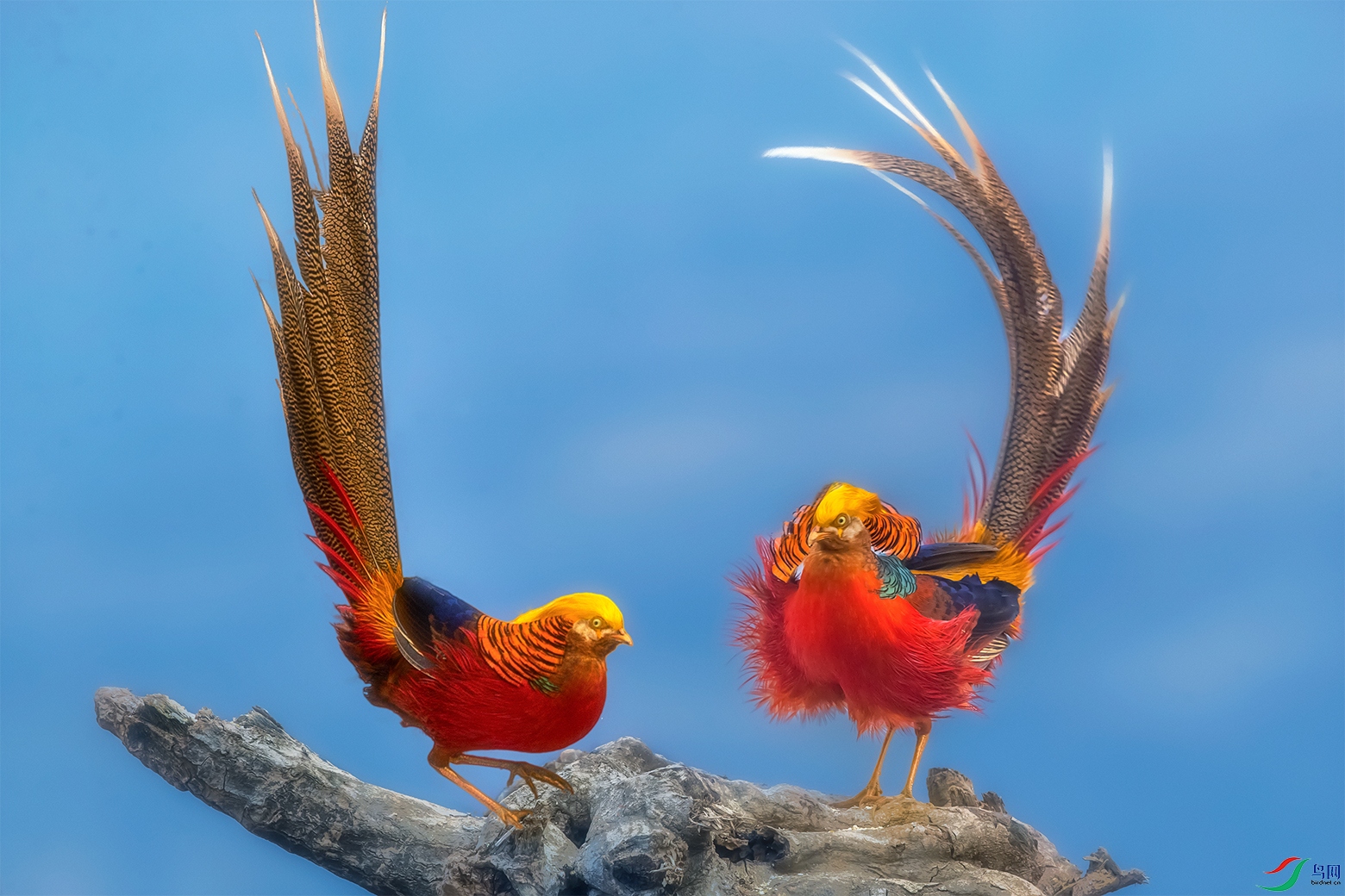 �츹����----Ӣ�˻���˫�ۻ�