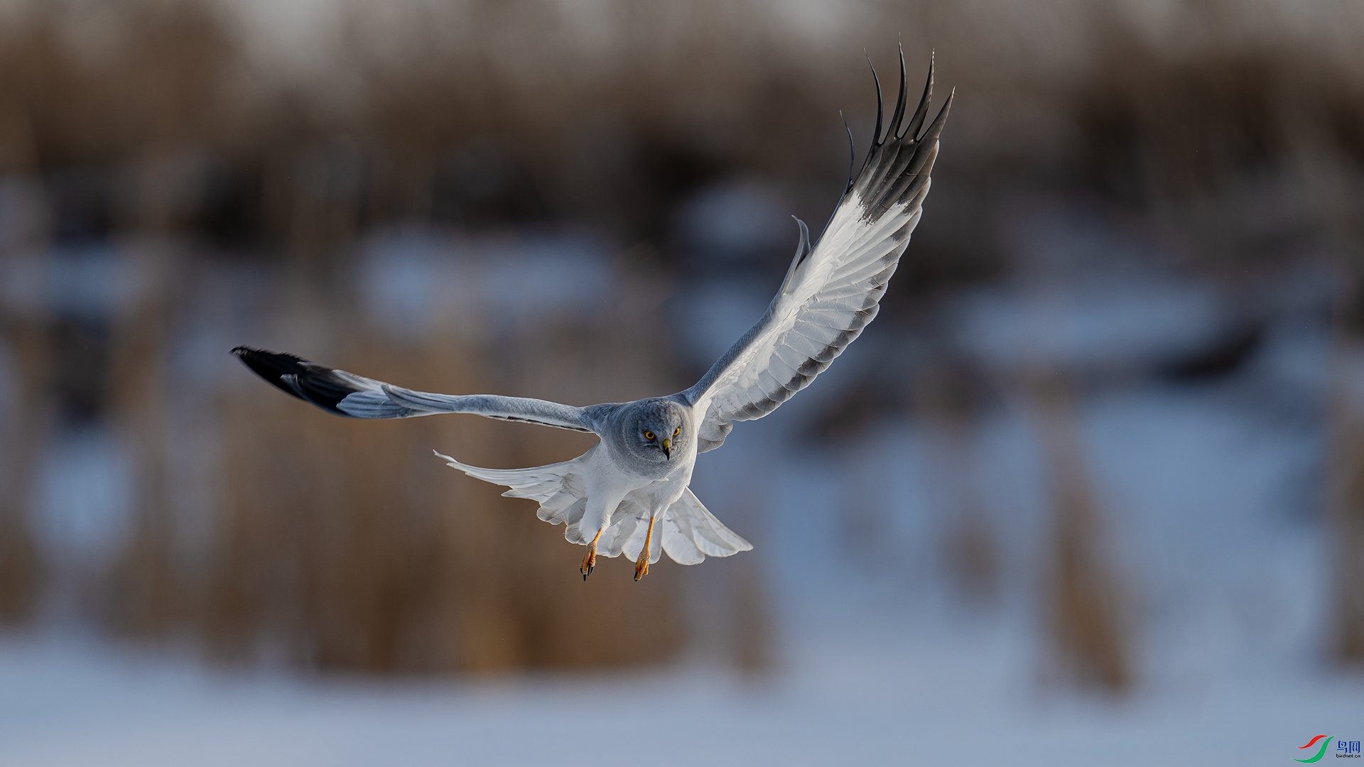 _DSC9850==1w.jpg