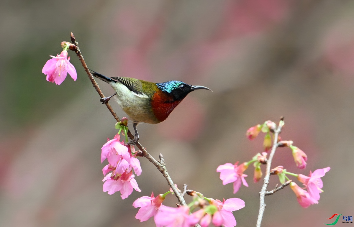 DSC_8177.jpg