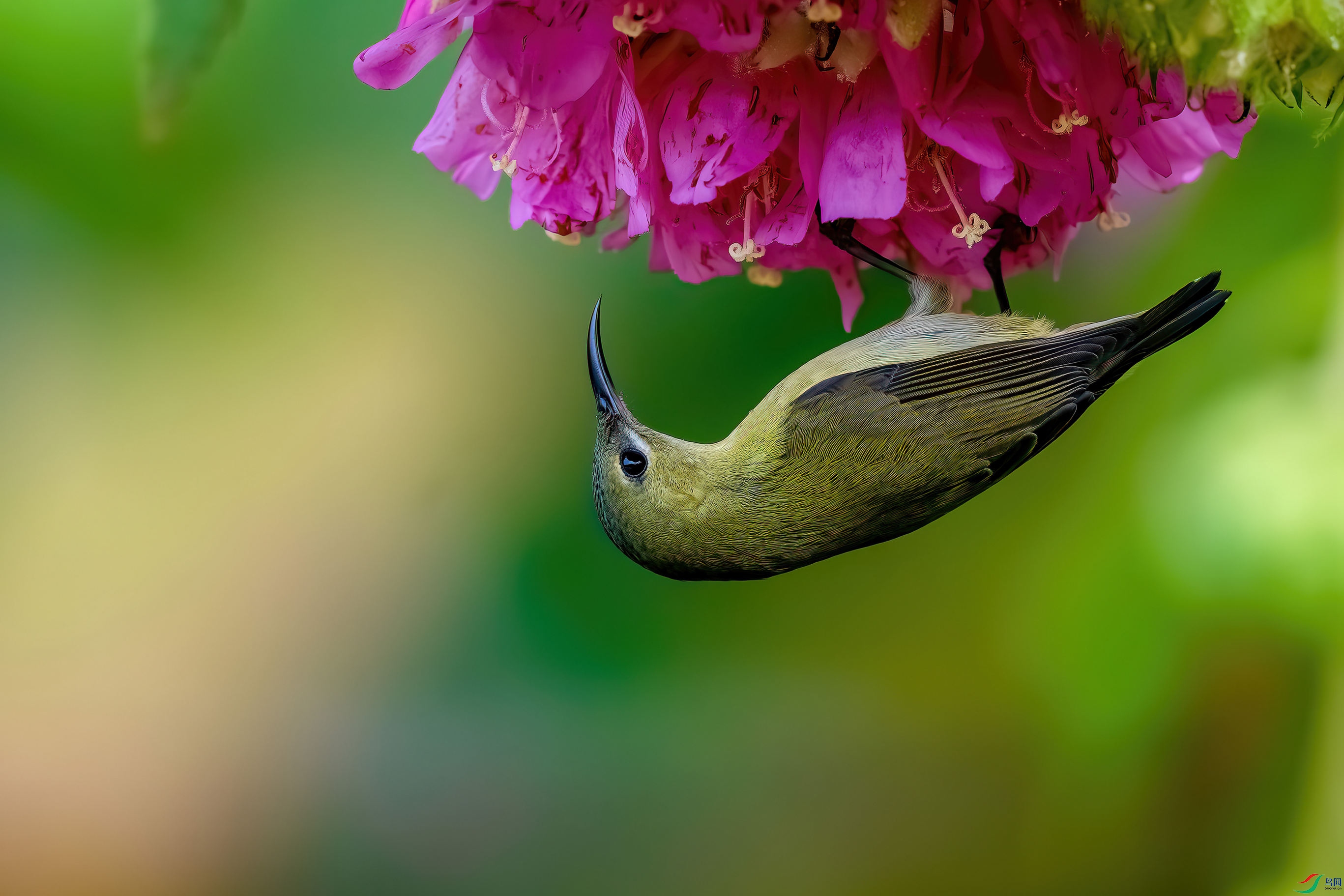 _DSC5321-����ǿ-NR_10.jpg