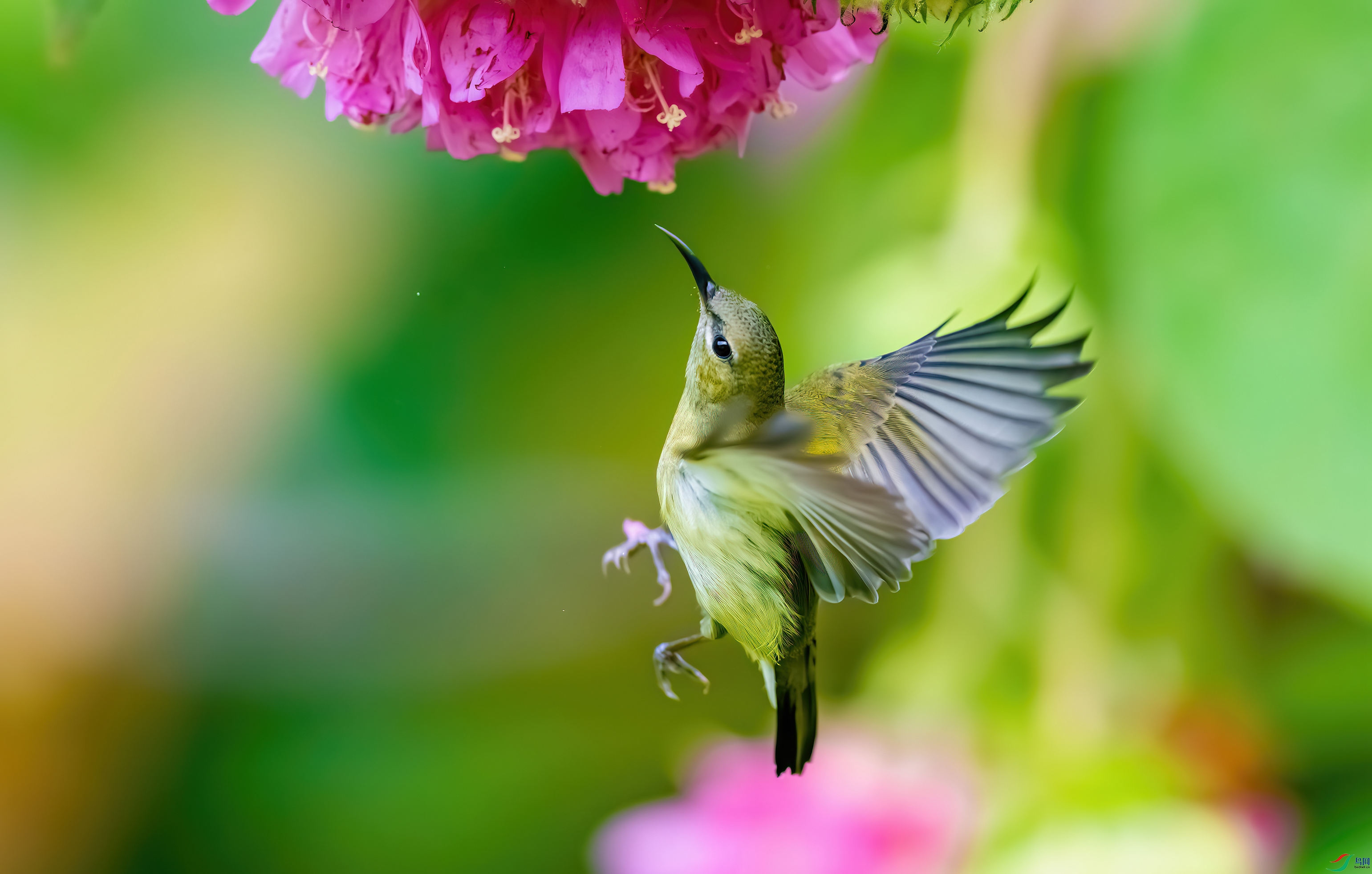 _DSC5342-����ǿ-NR_1.JPG