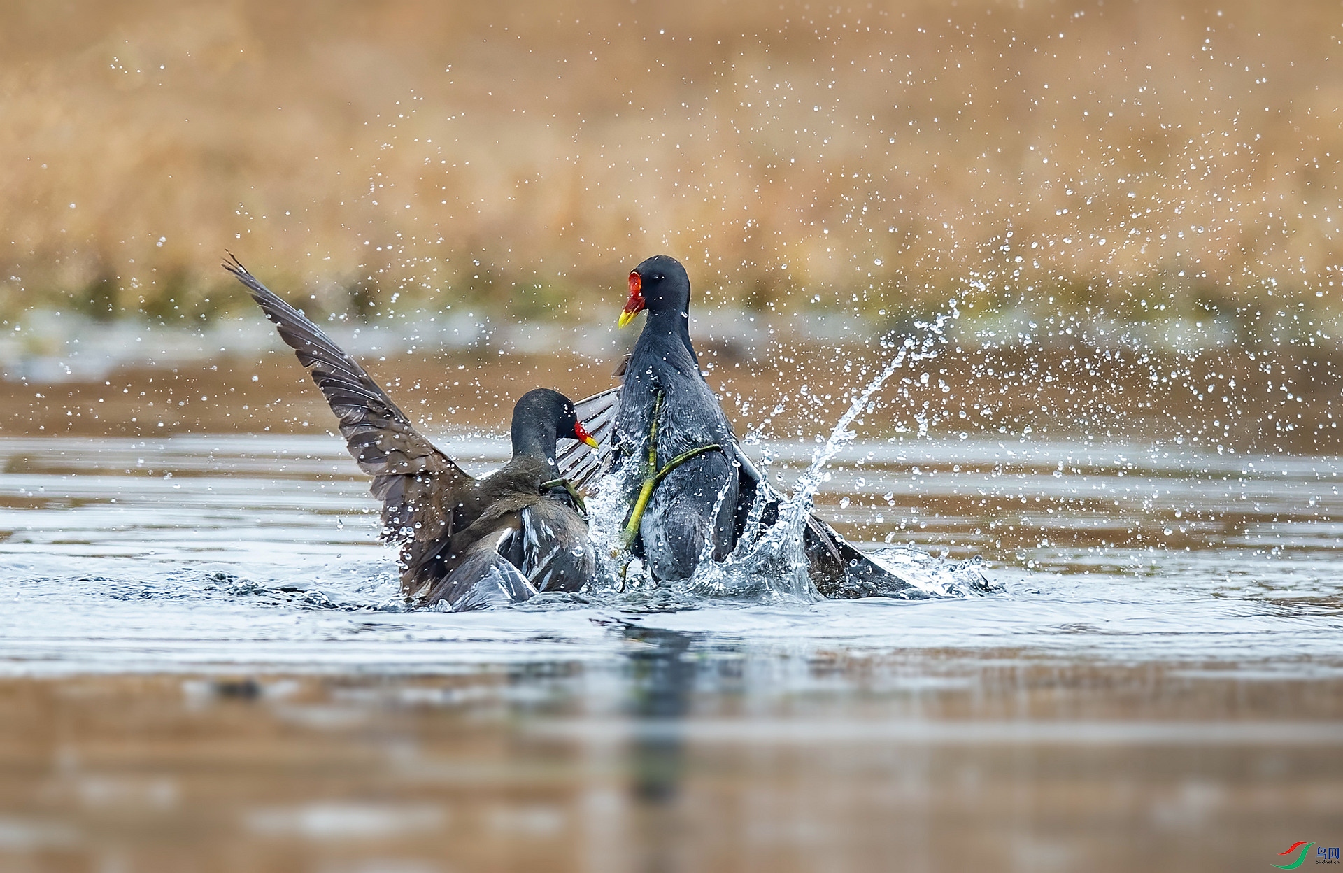 DSC_8013 ����_����.jpg