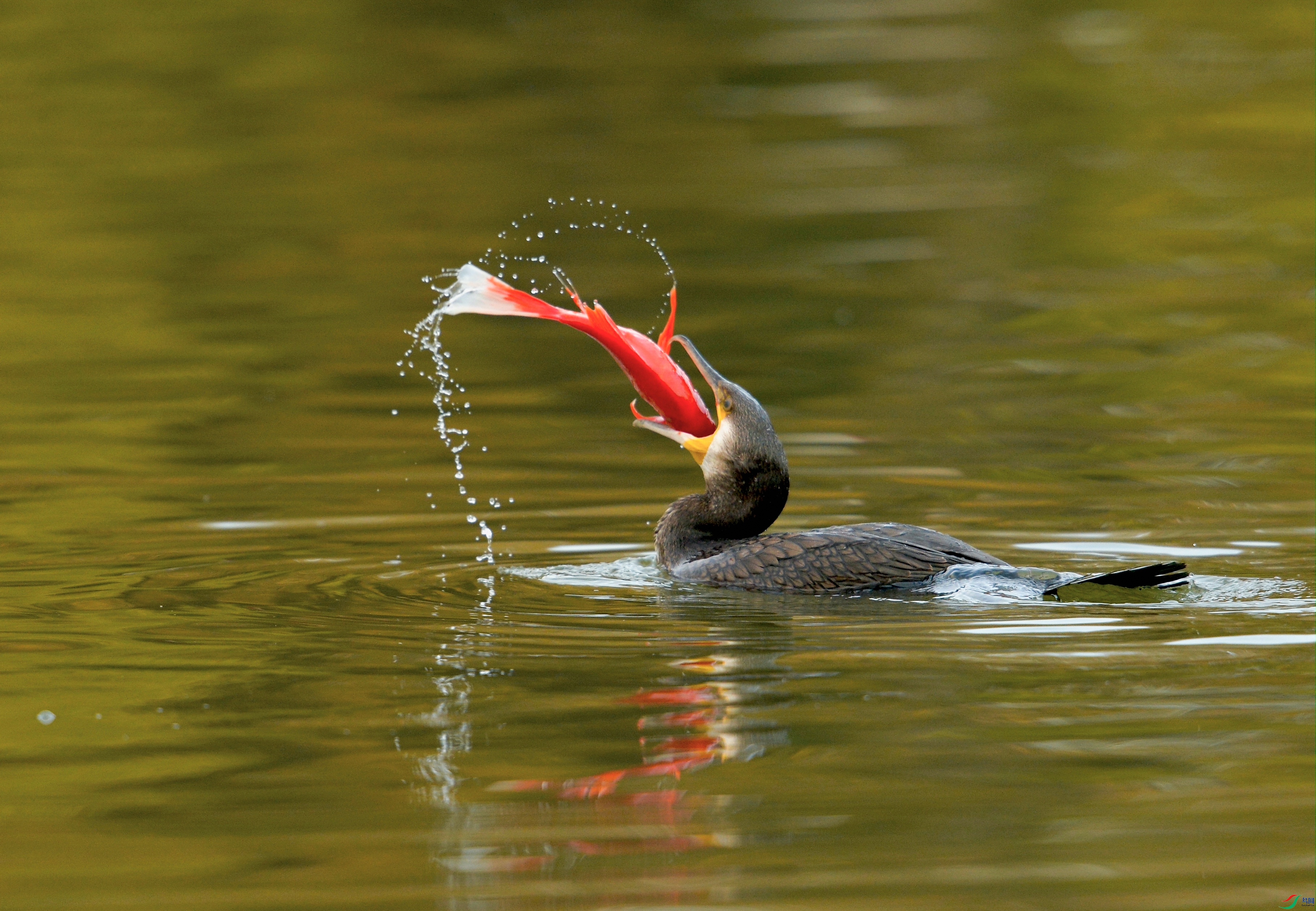 _DSC0281 - ����.JPG