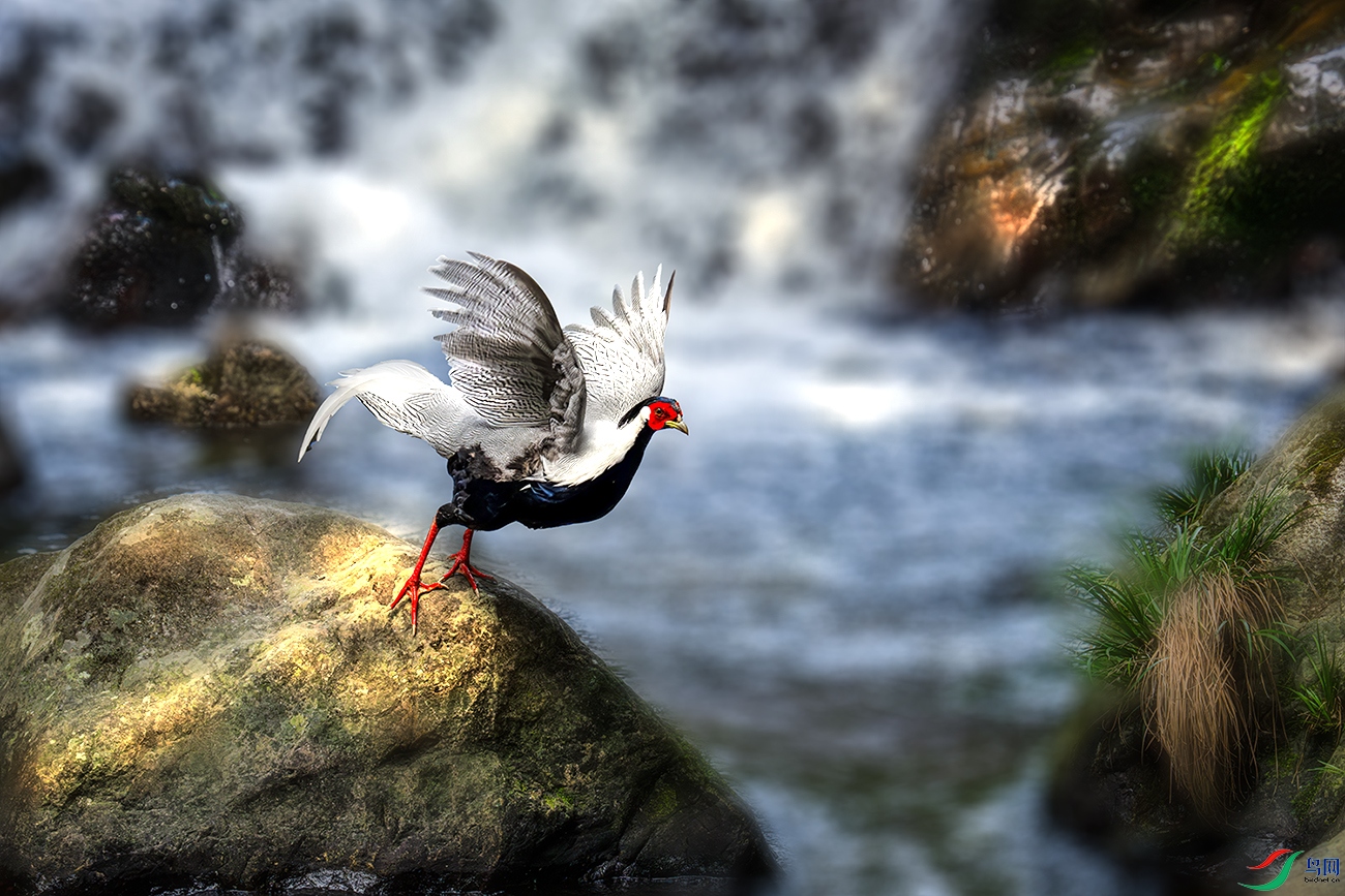 LZW01334-����ǿ-NR ����.jpg