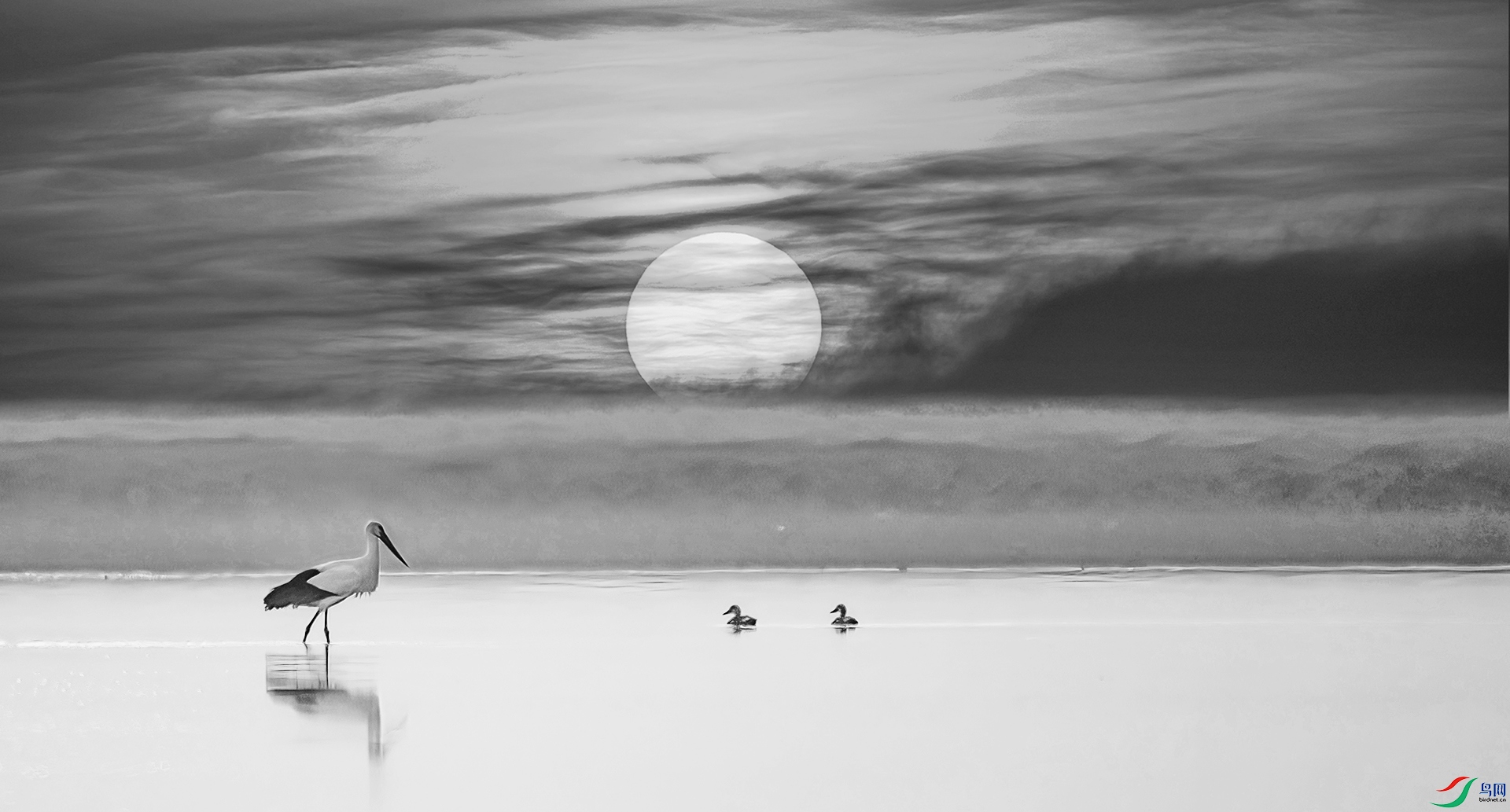 407A3355-DeNoiseAI-severe-noise-Sha----1 hp.jpg