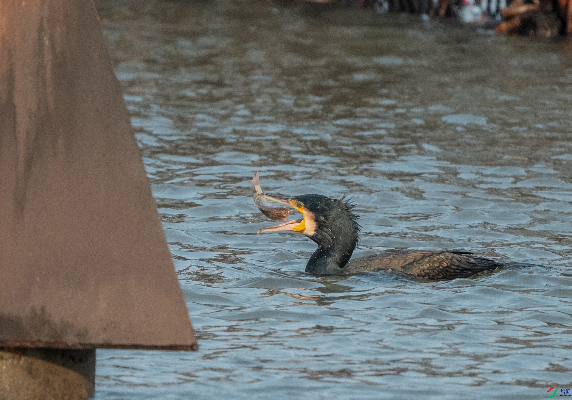 DSC_1583c.jpg