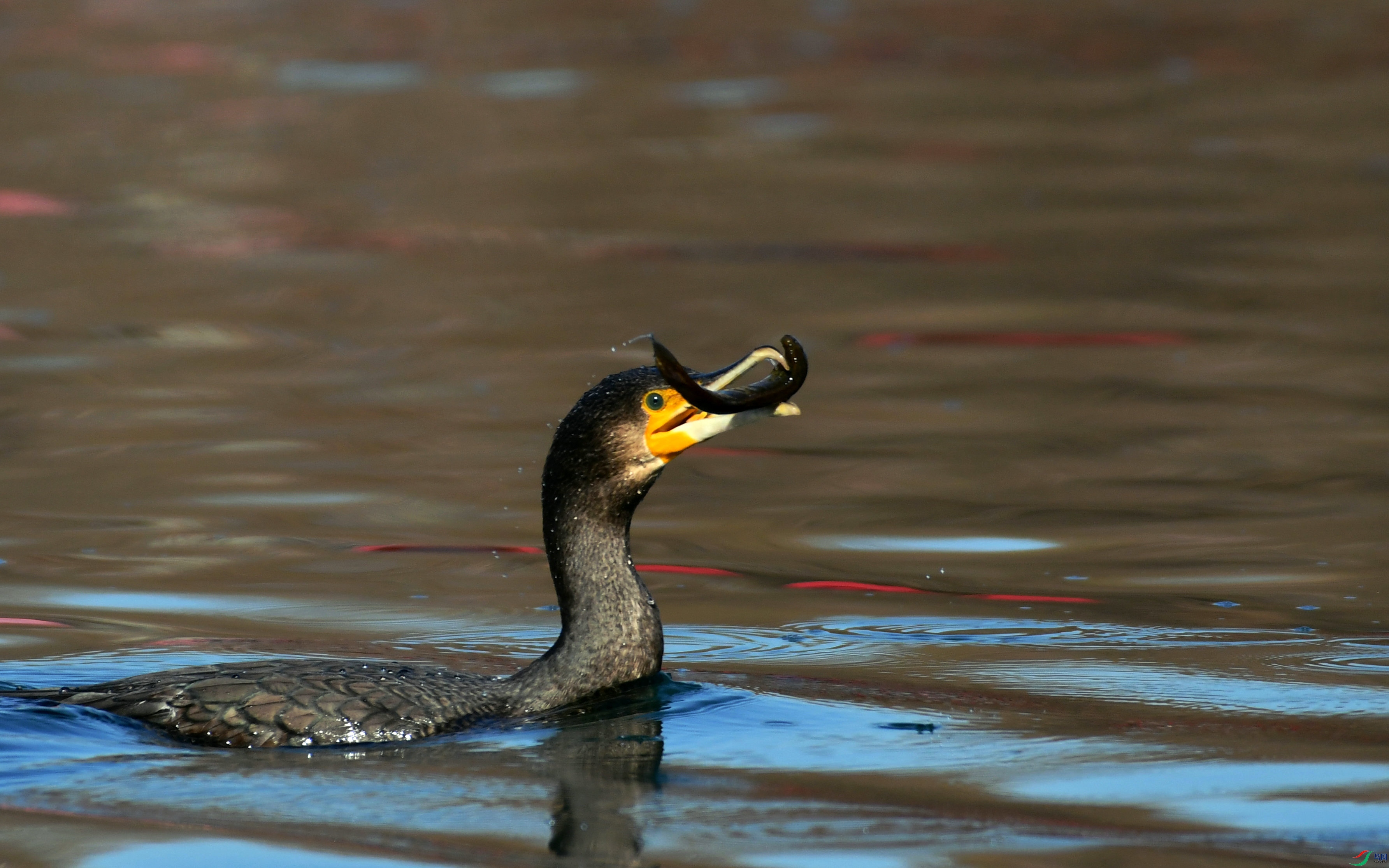 DSC_6688.JPG