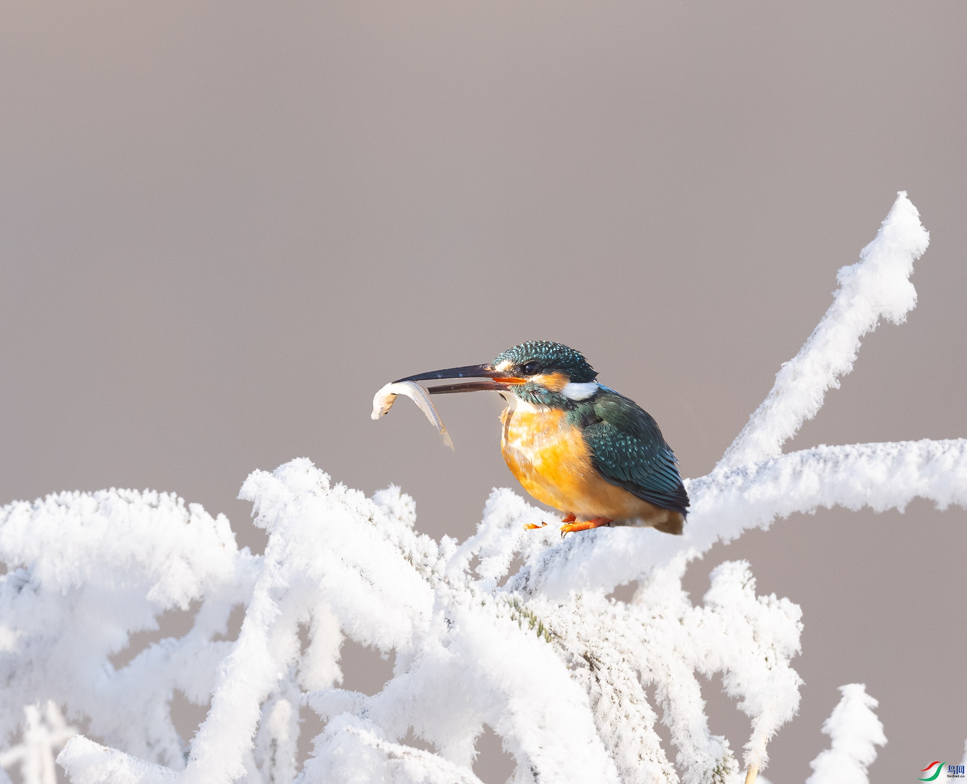 019A2624-3 ����.jpg