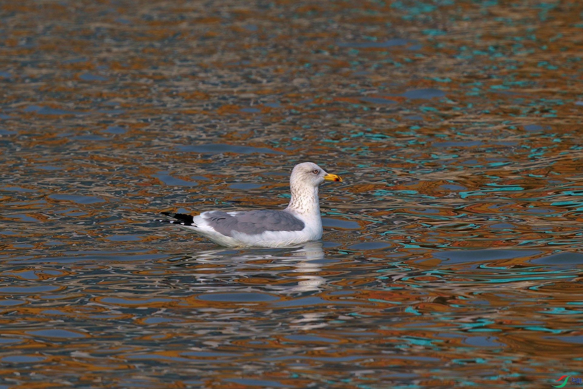 DSC03141-1.jpg