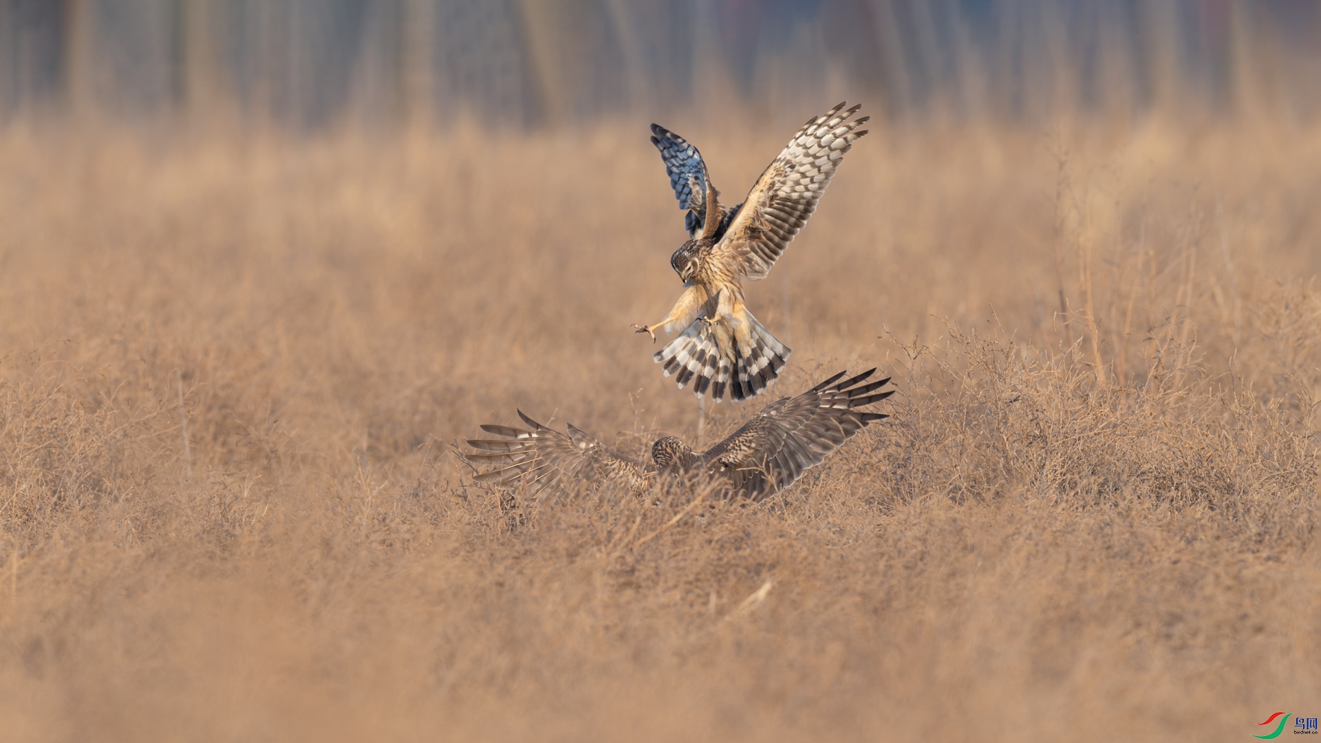 DSC_3525-2.jpg