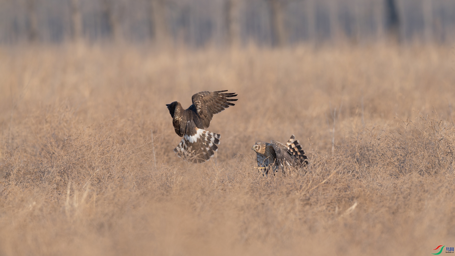 DSC_3546-2.jpg