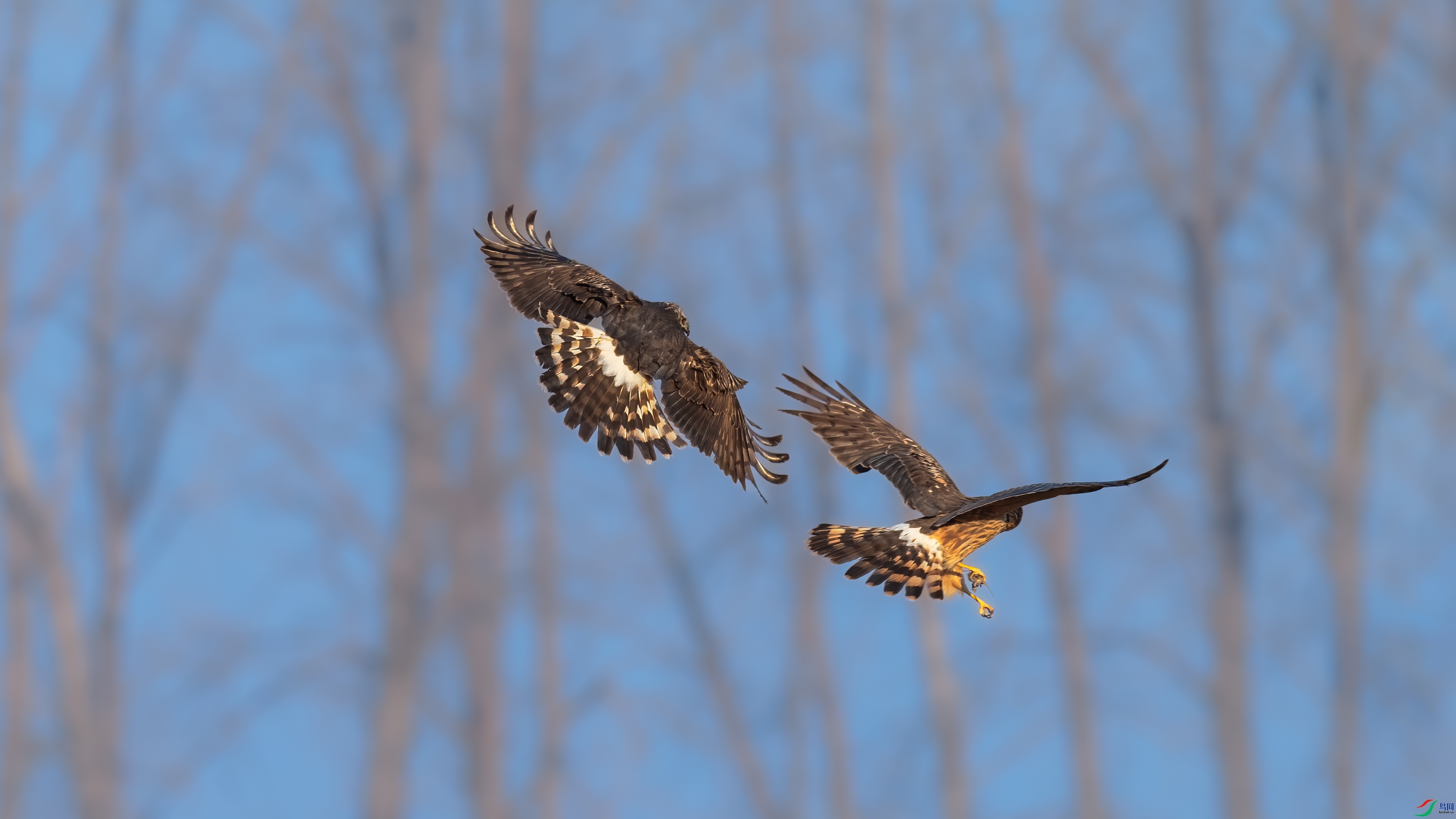 DSC_3577-1.jpg