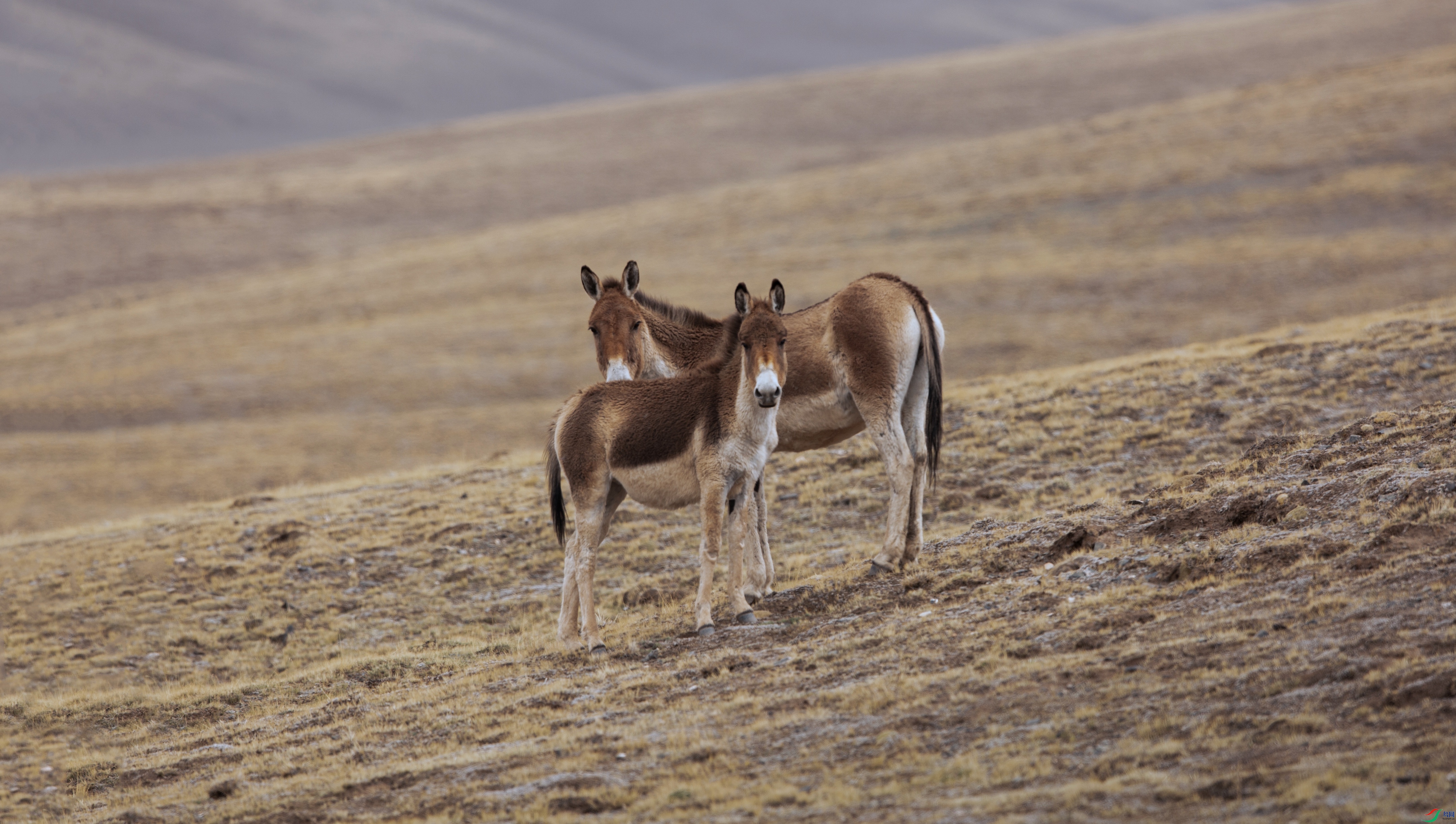 X39A0703 - ����.jpg