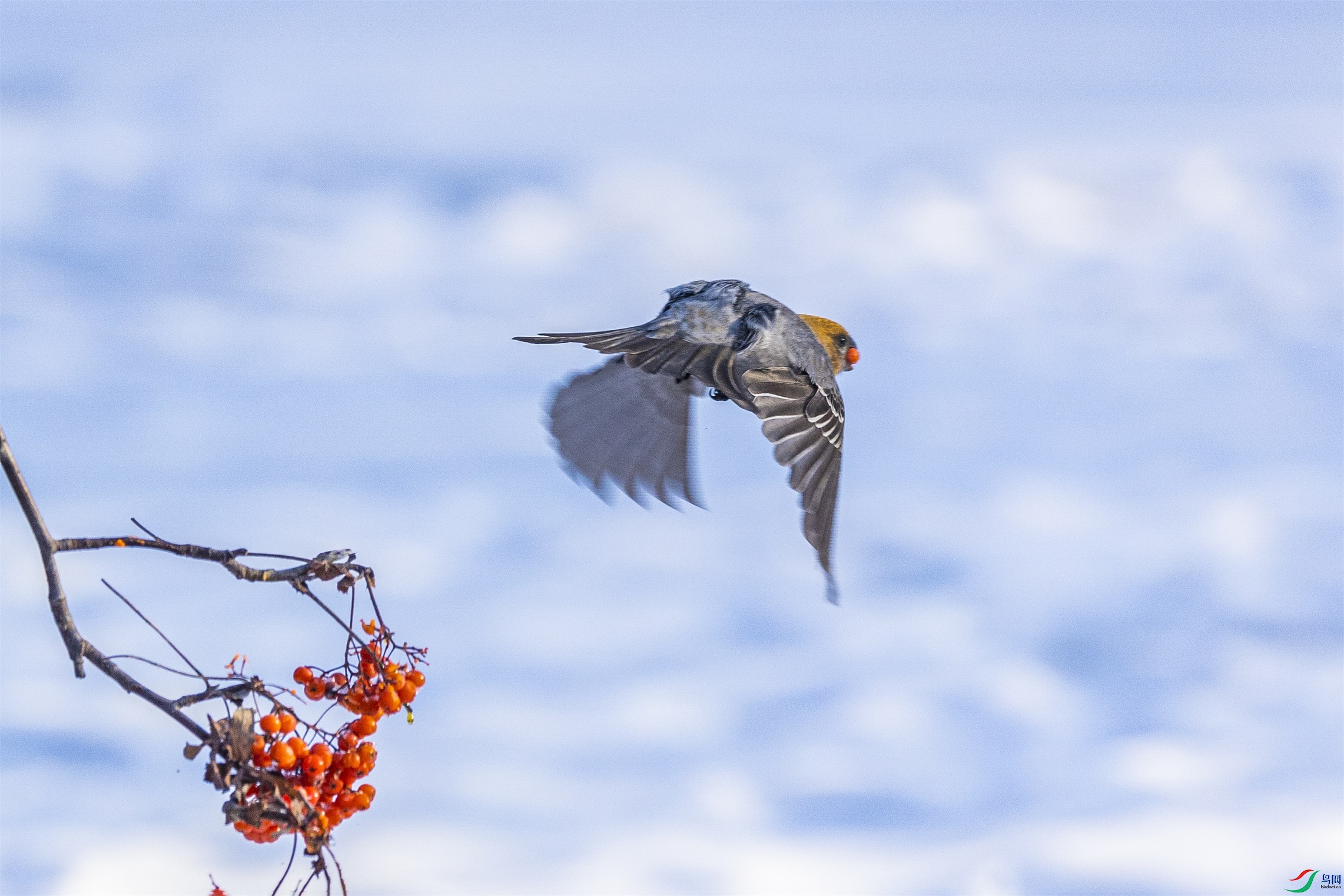 1K3A6585 ����1.jpg