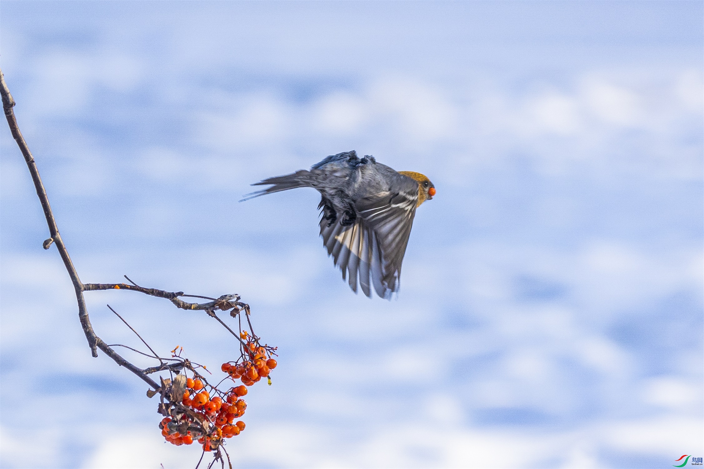 1K3A6584 ����1.jpg