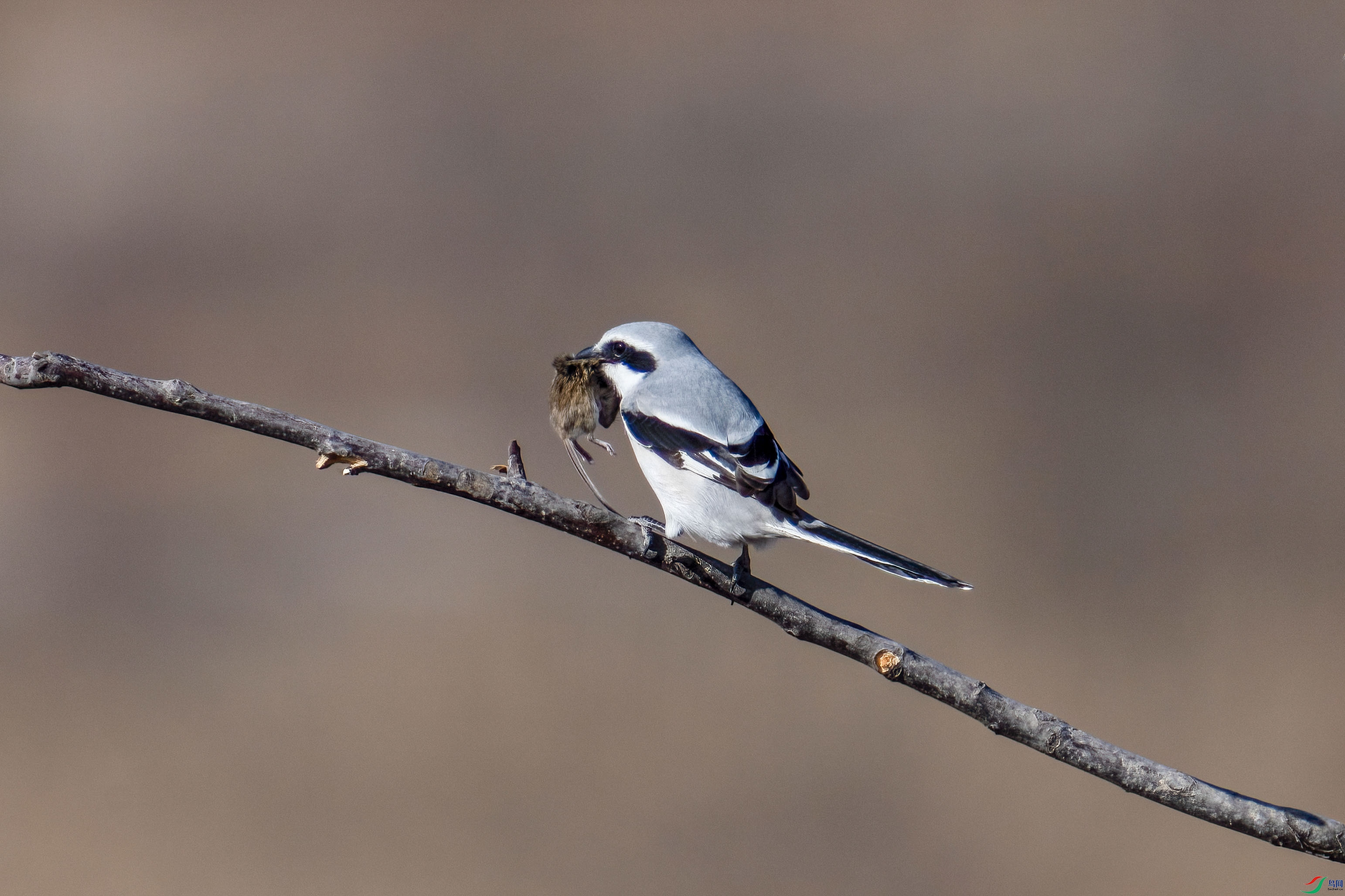 _DSC7453.jpg