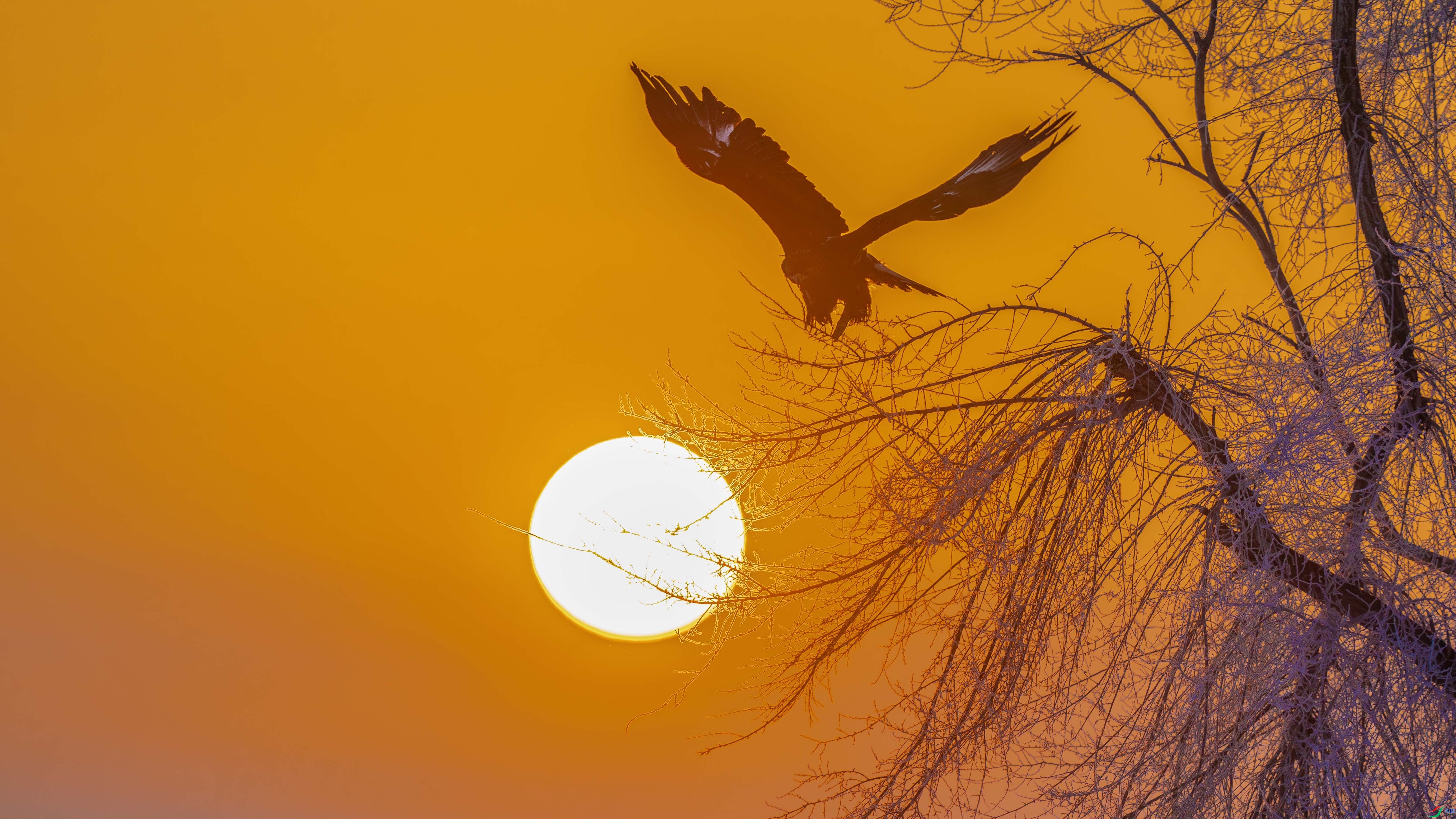 ��ӥ ���� ľ��  ��һ.jpg