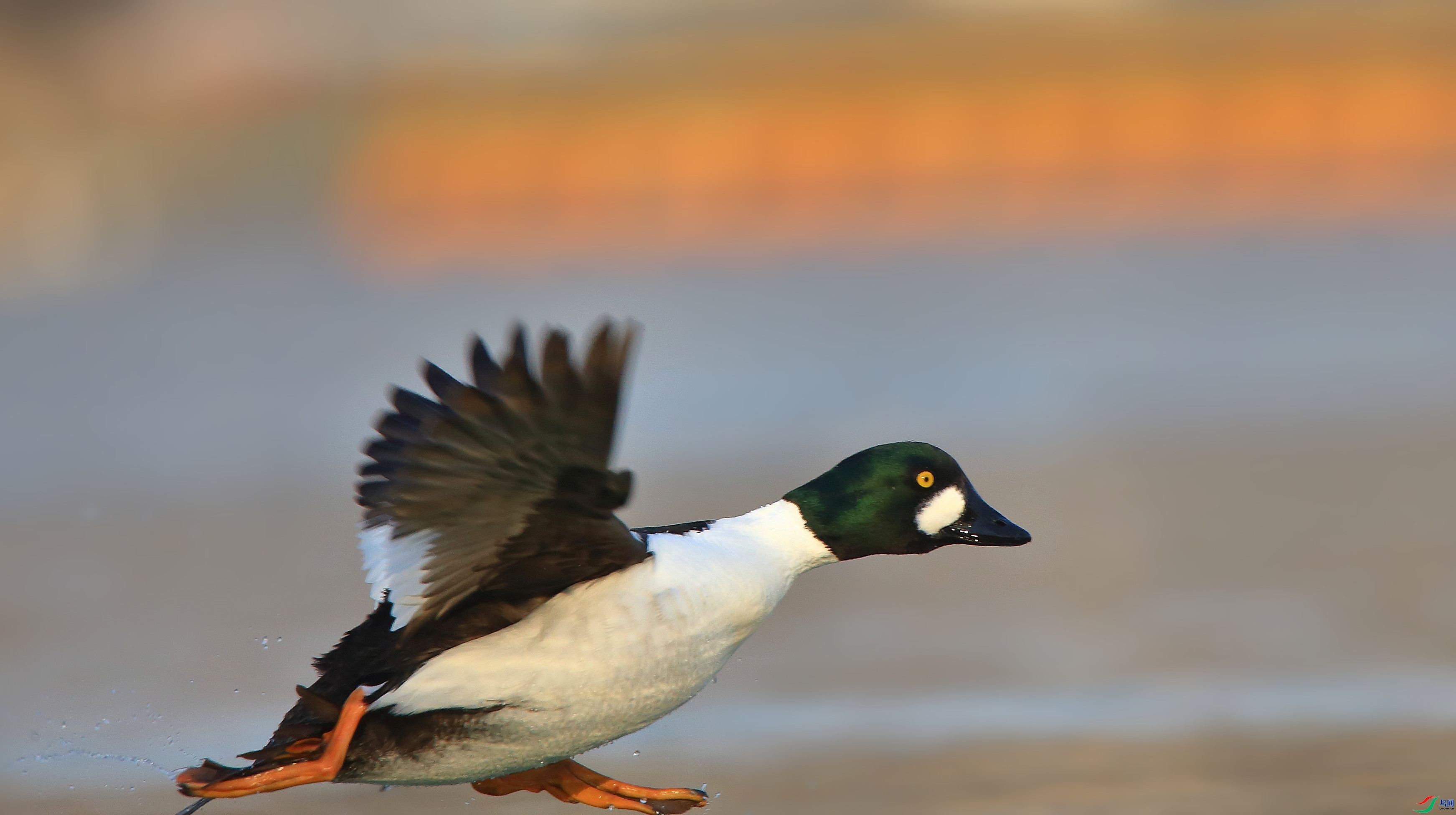 �ɱ���ȵѼ  ���� ��������֣  ����.jpg