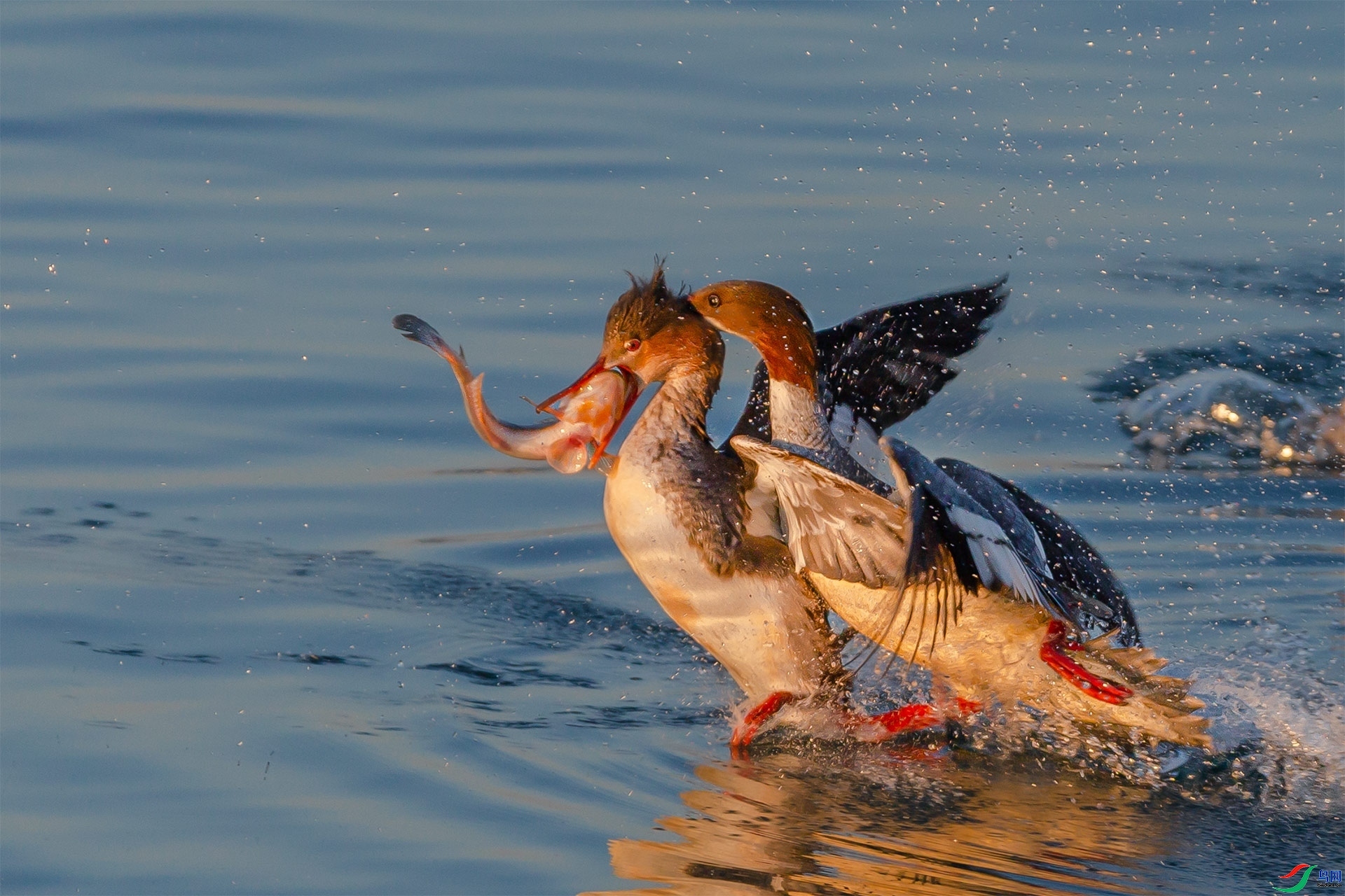 Ѽ֮��  ���� ����.jpg