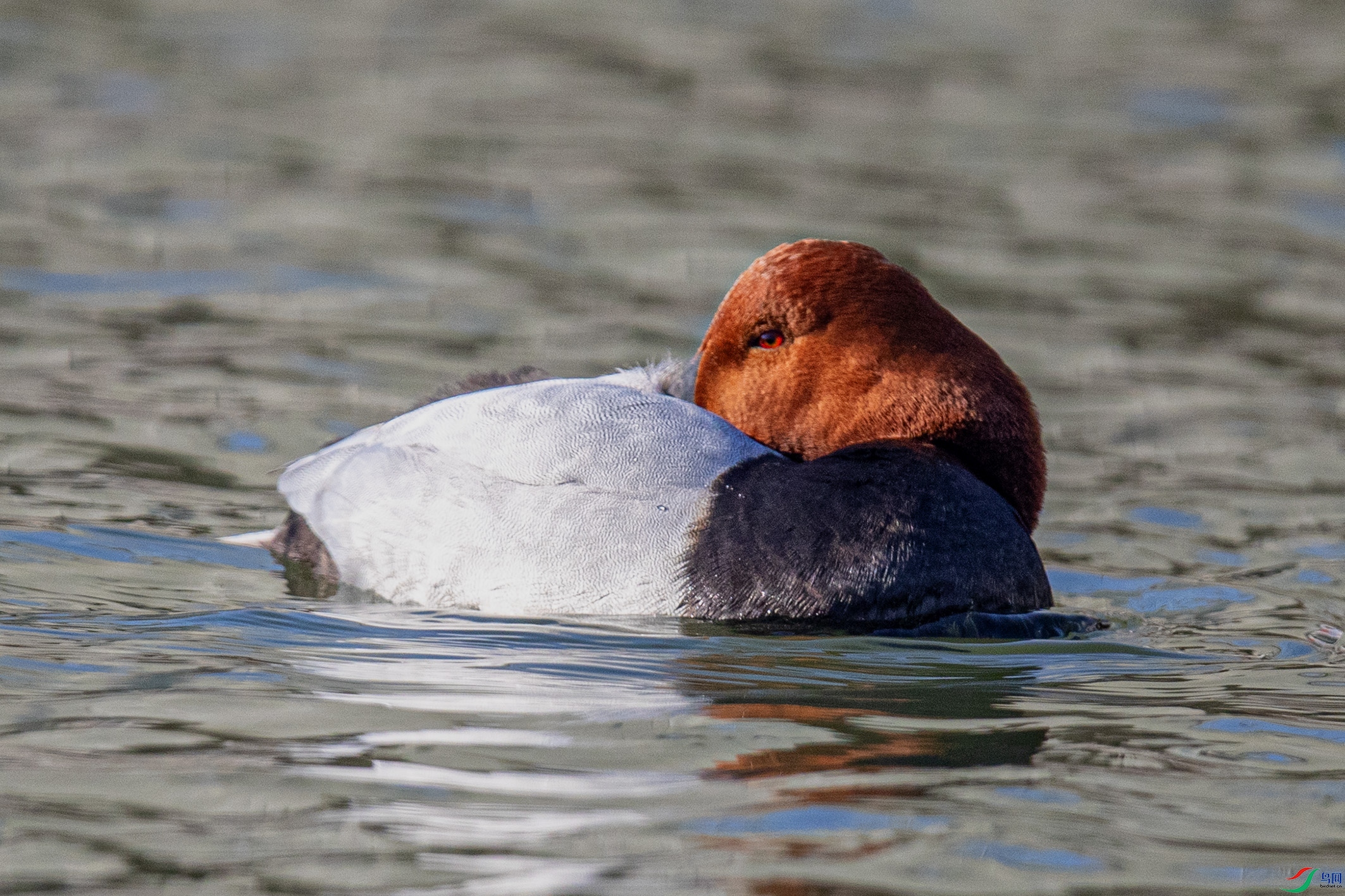 _90I2383 ����.jpg