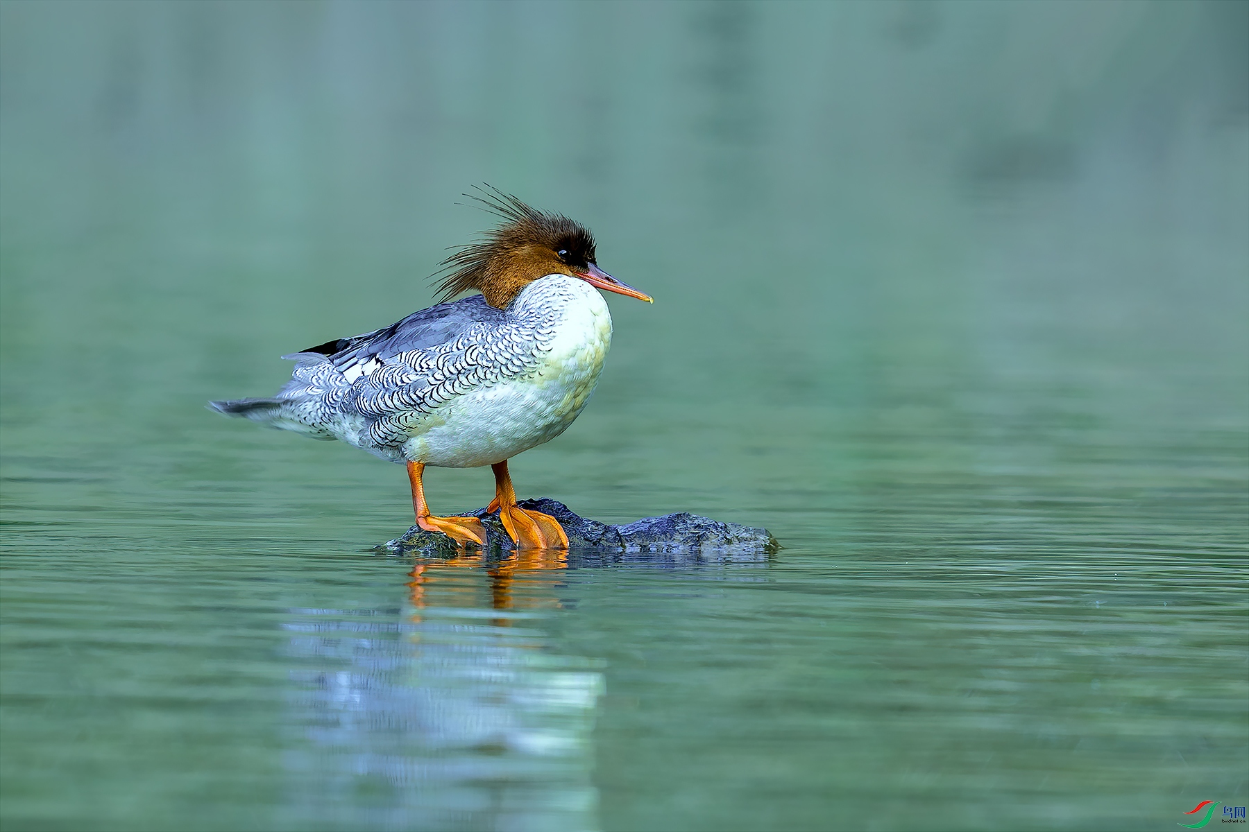 11_82A9575 ����-NW.jpg