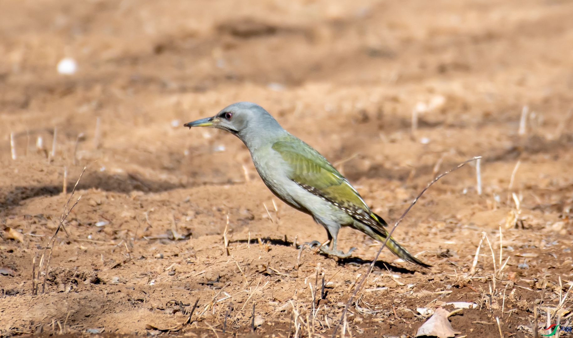 DSC_6420.jpg