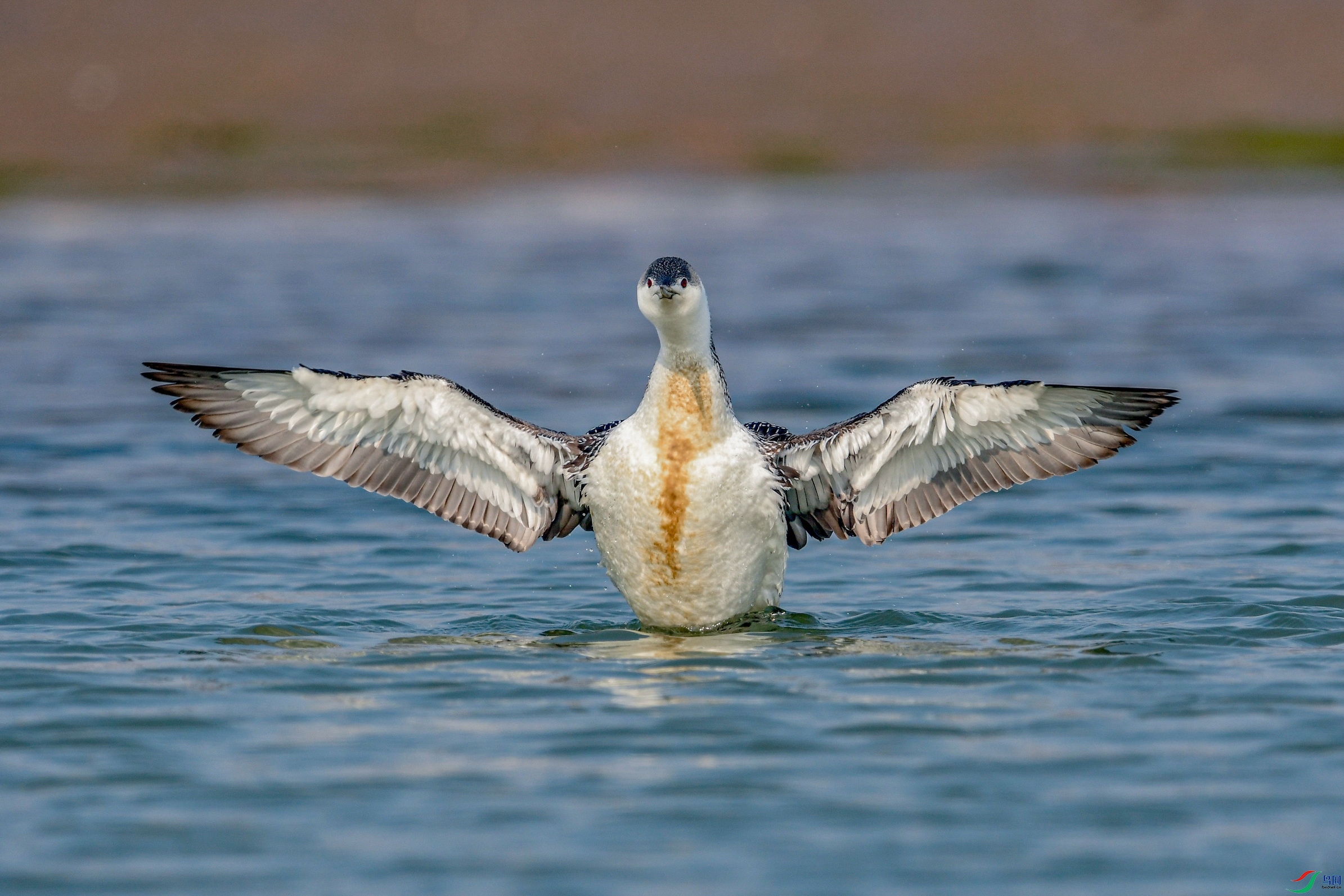 DSC_0538 ����.jpg