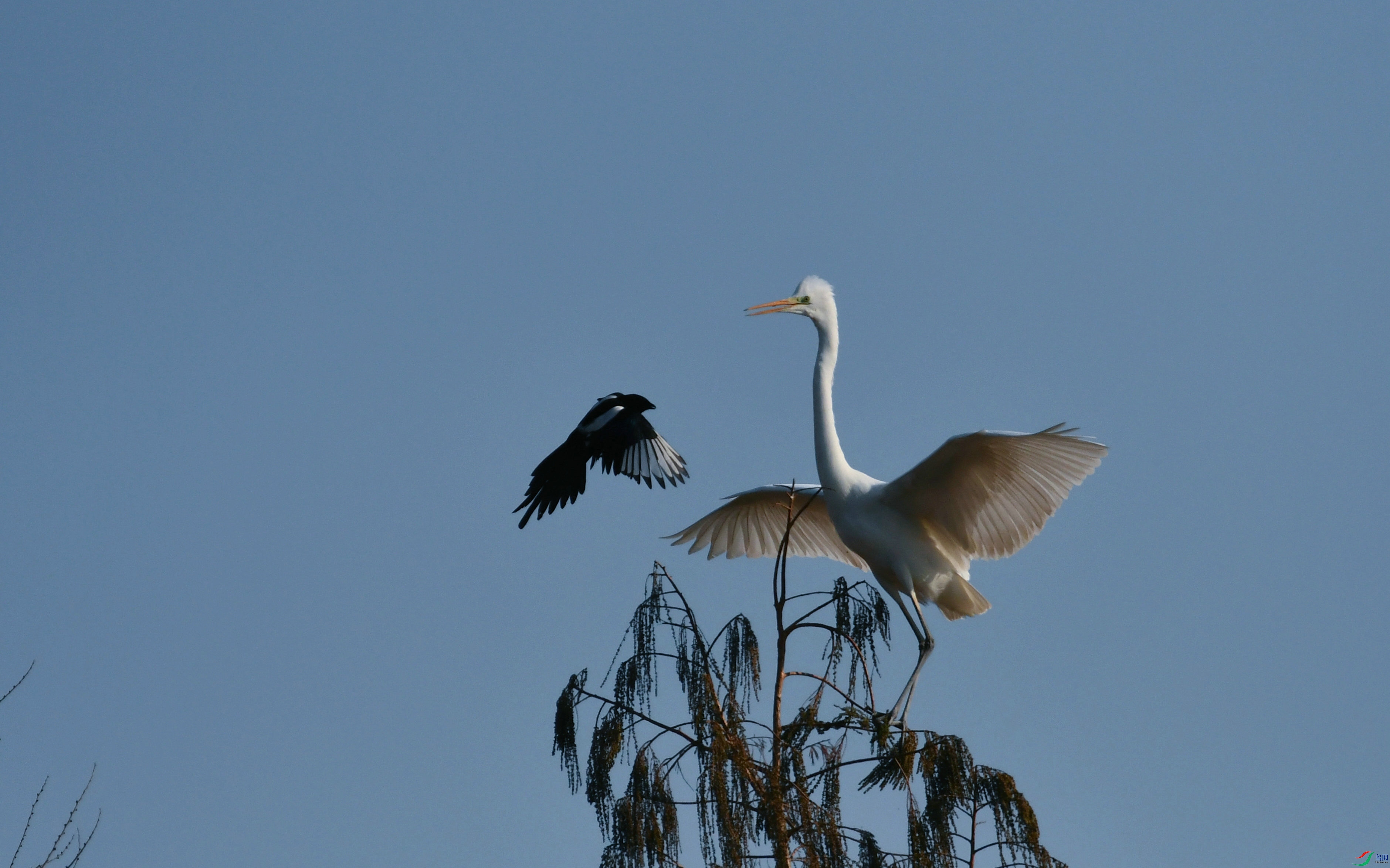 DSC_6886.JPG