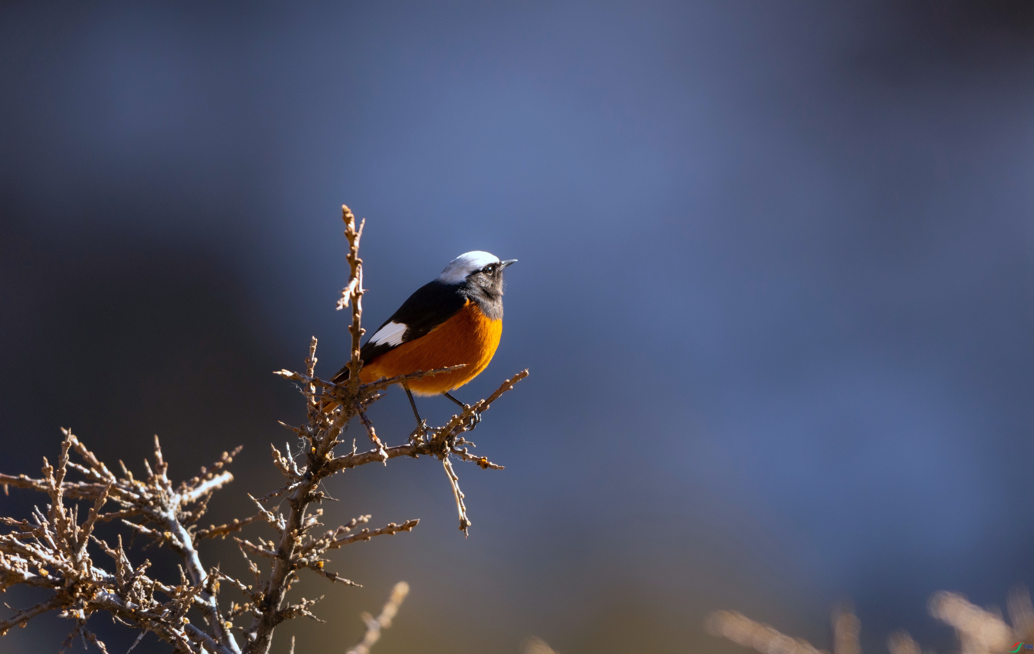 7X5A4883 - ����.jpg