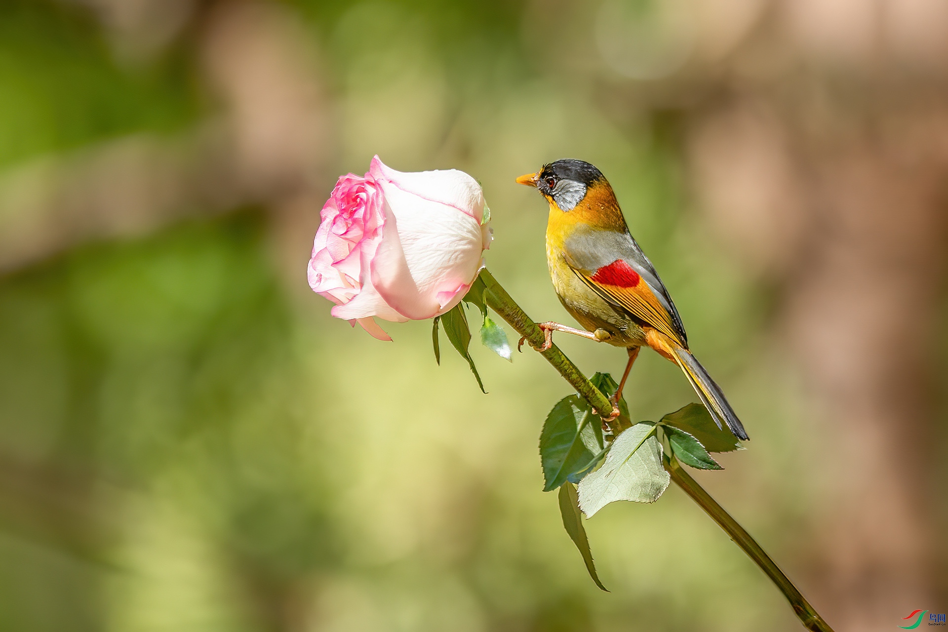 DSC_6880.jpg