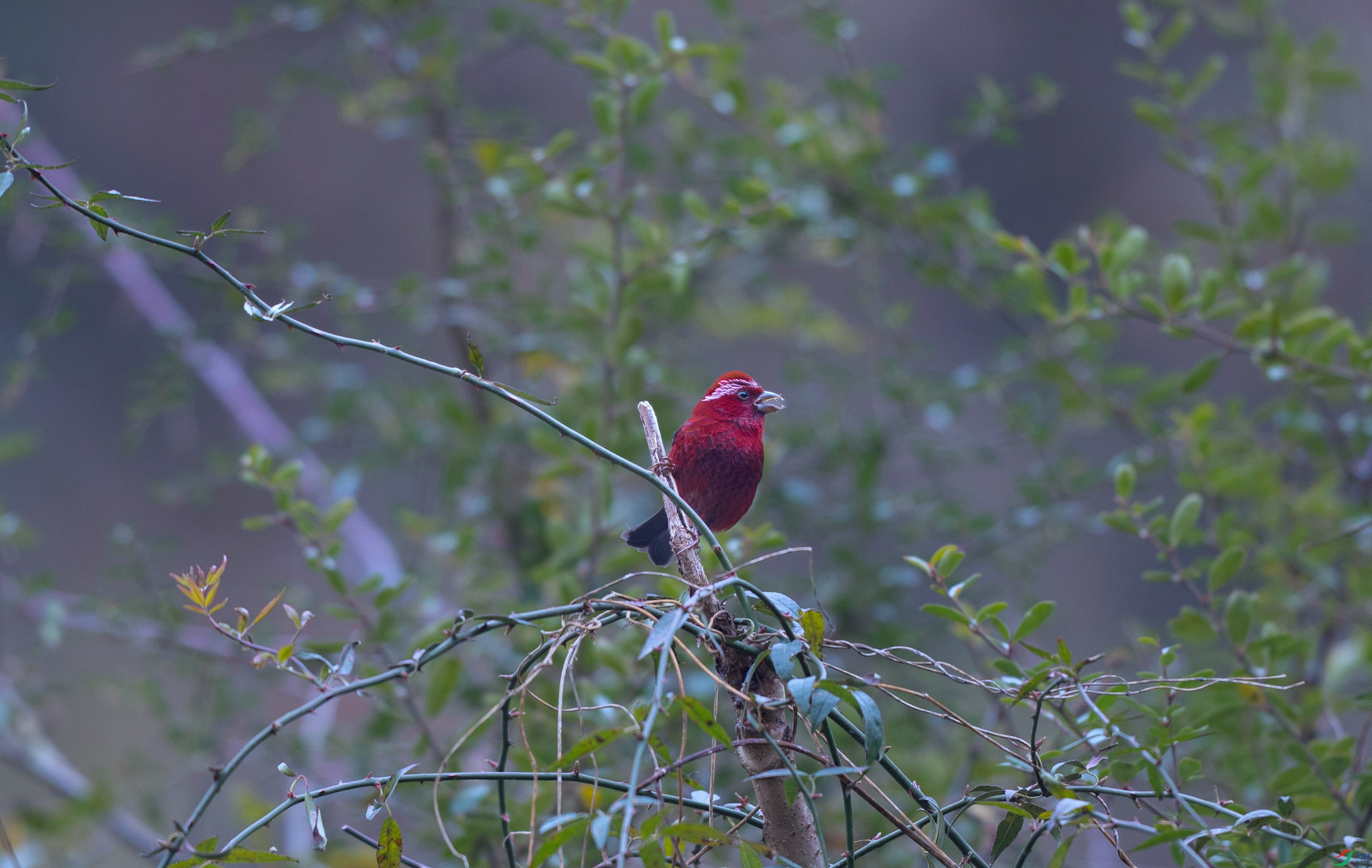 7X5A1995 - ����.jpg