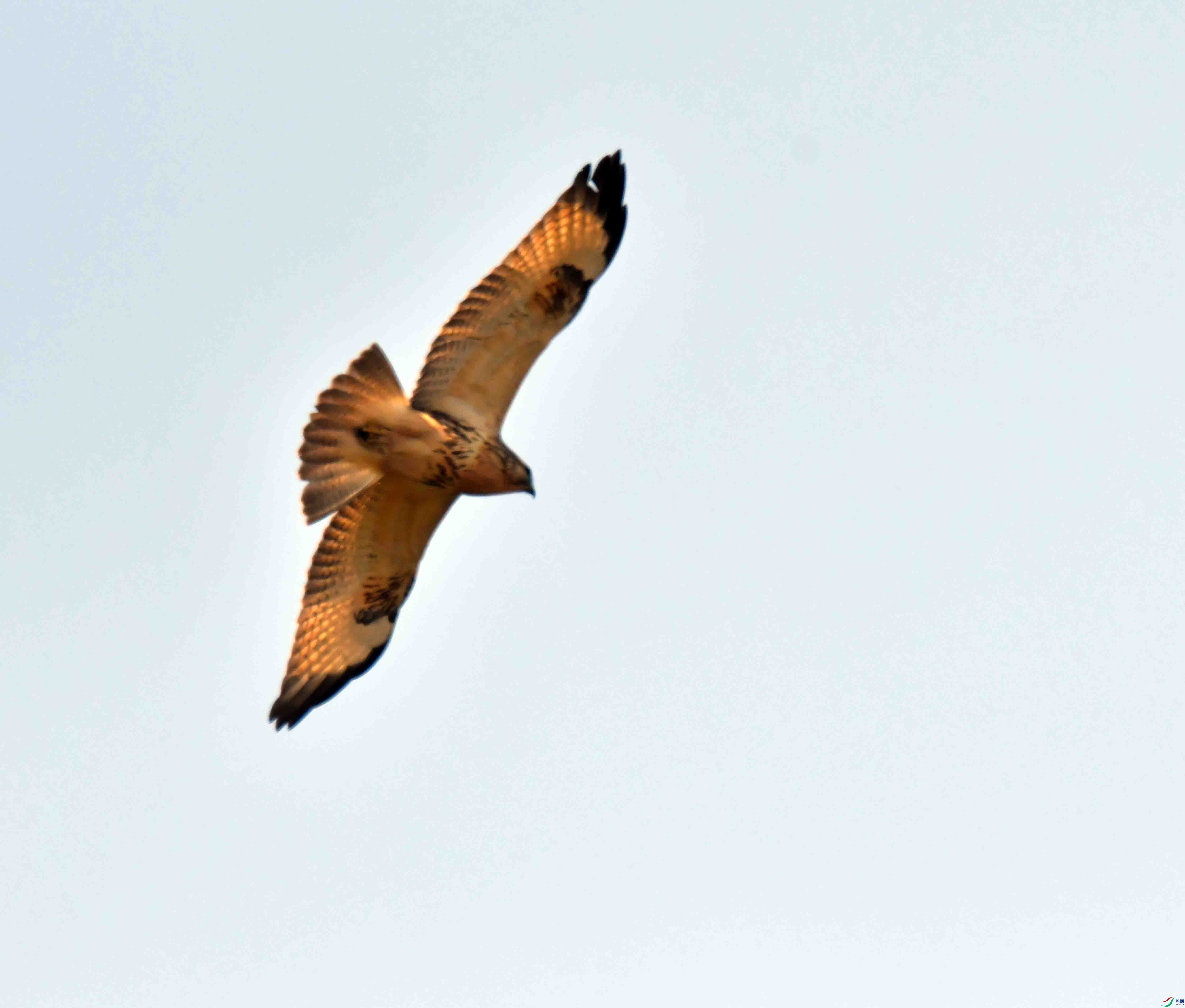 DSC_0523.JPG