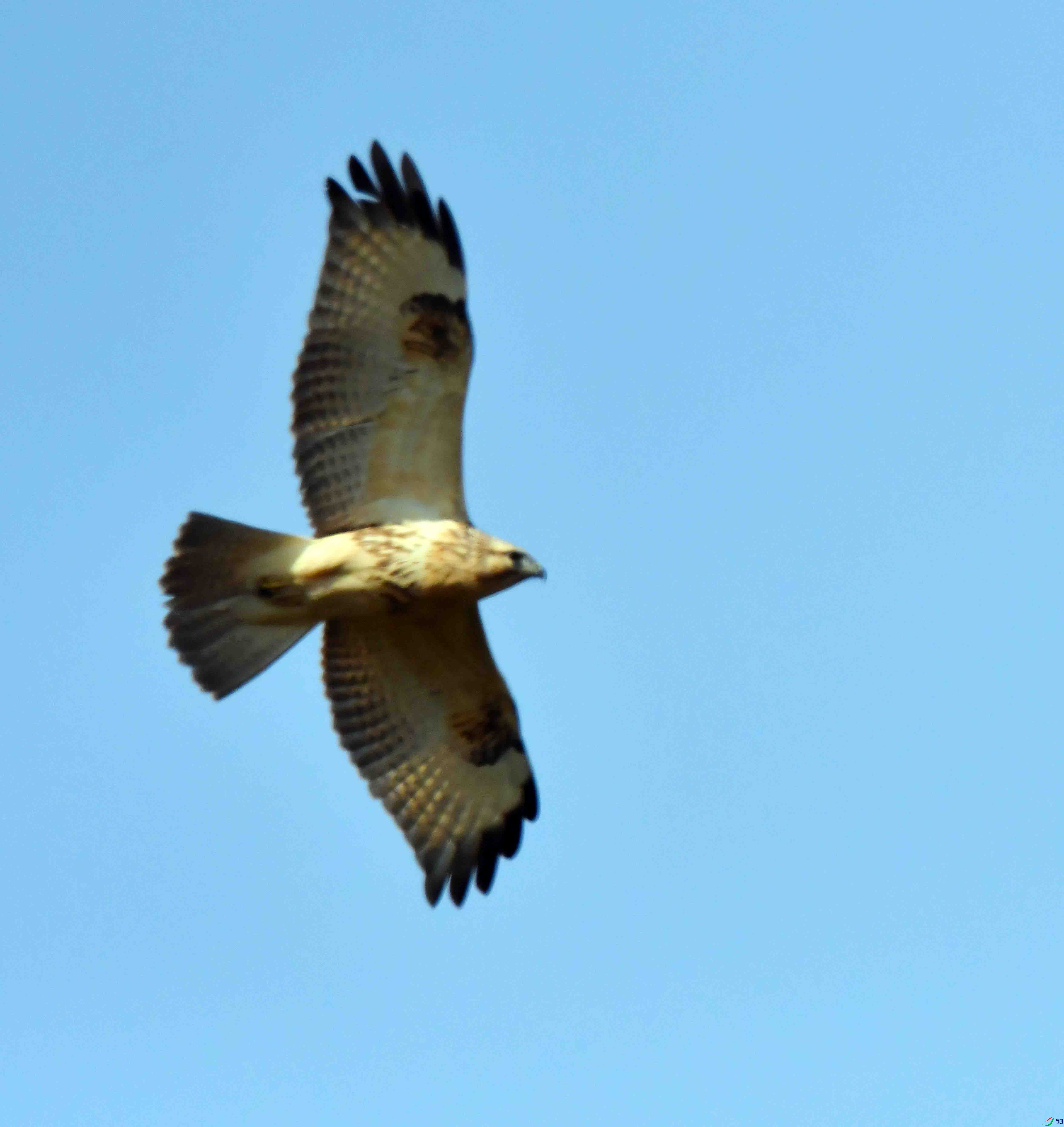DSC_0522.JPG