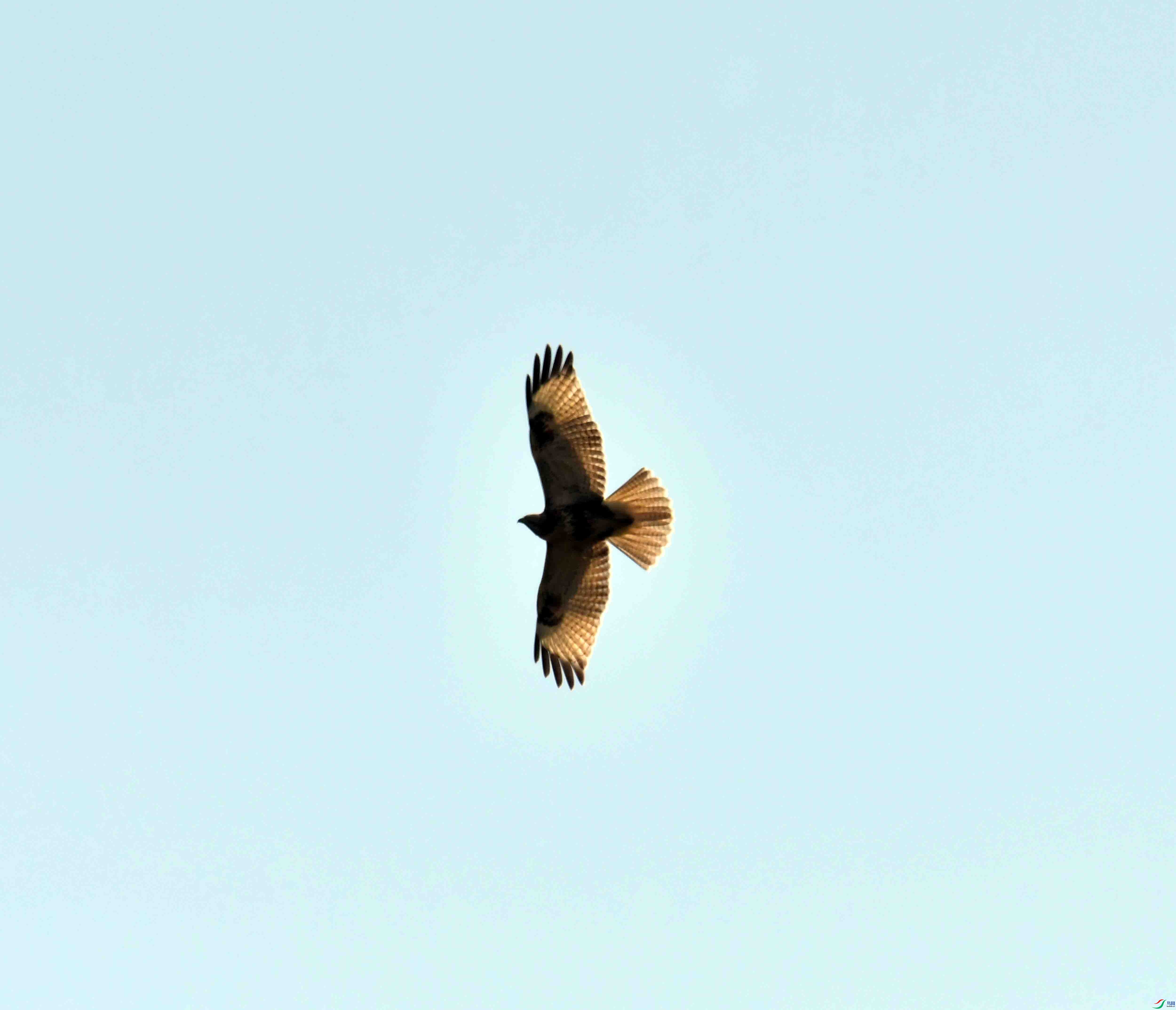 DSC_9183.JPG