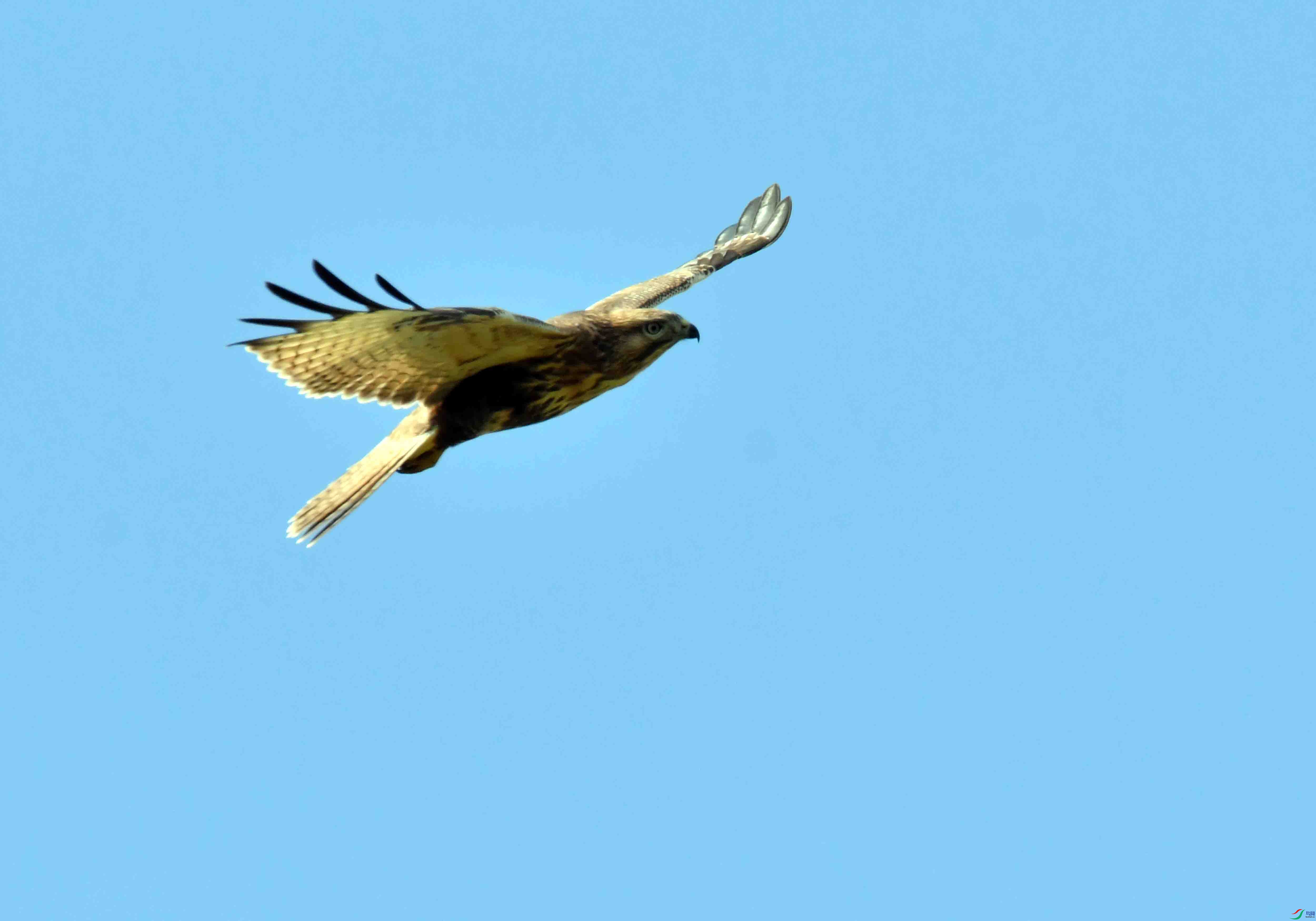 DSC_9196.JPG
