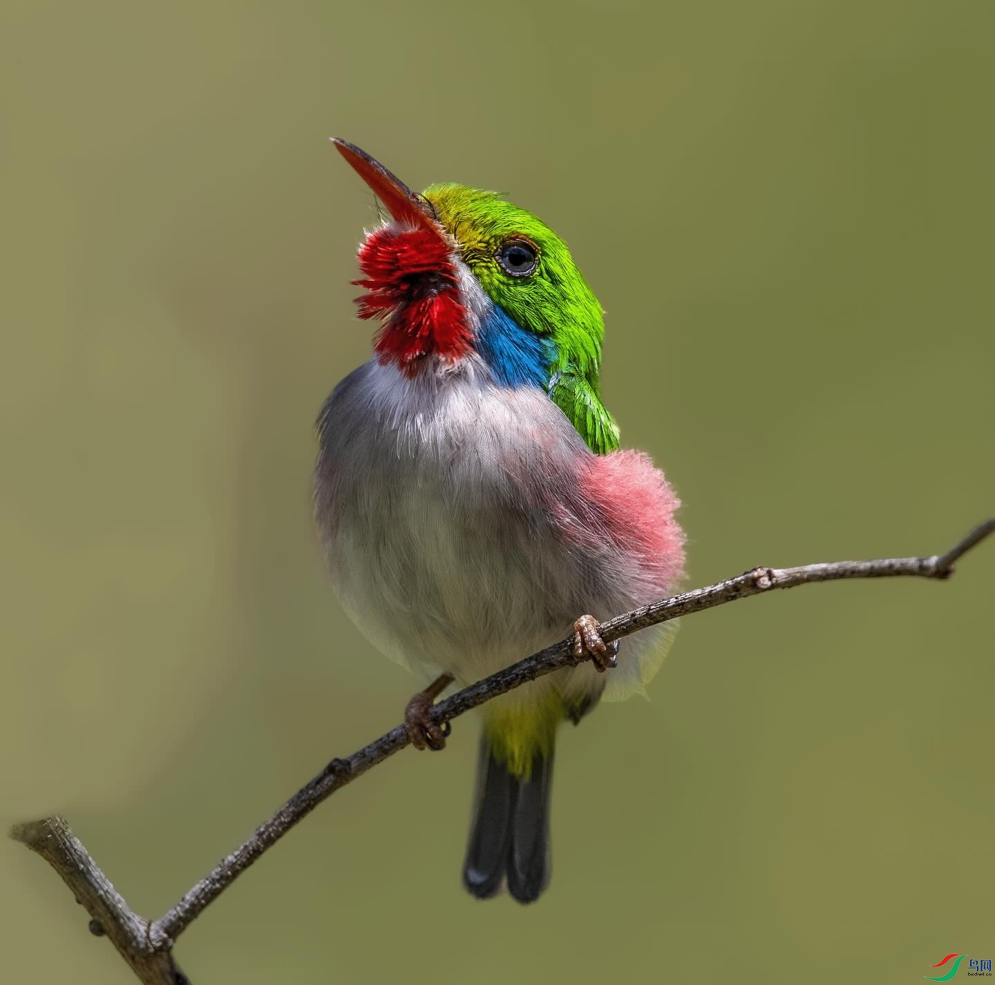 ��ɫ��β�t