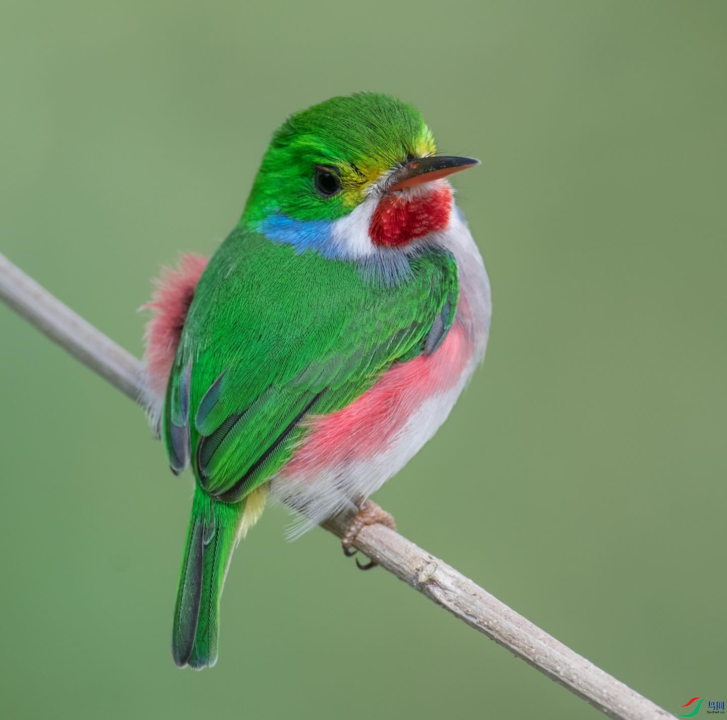 ��ɫ��β�t