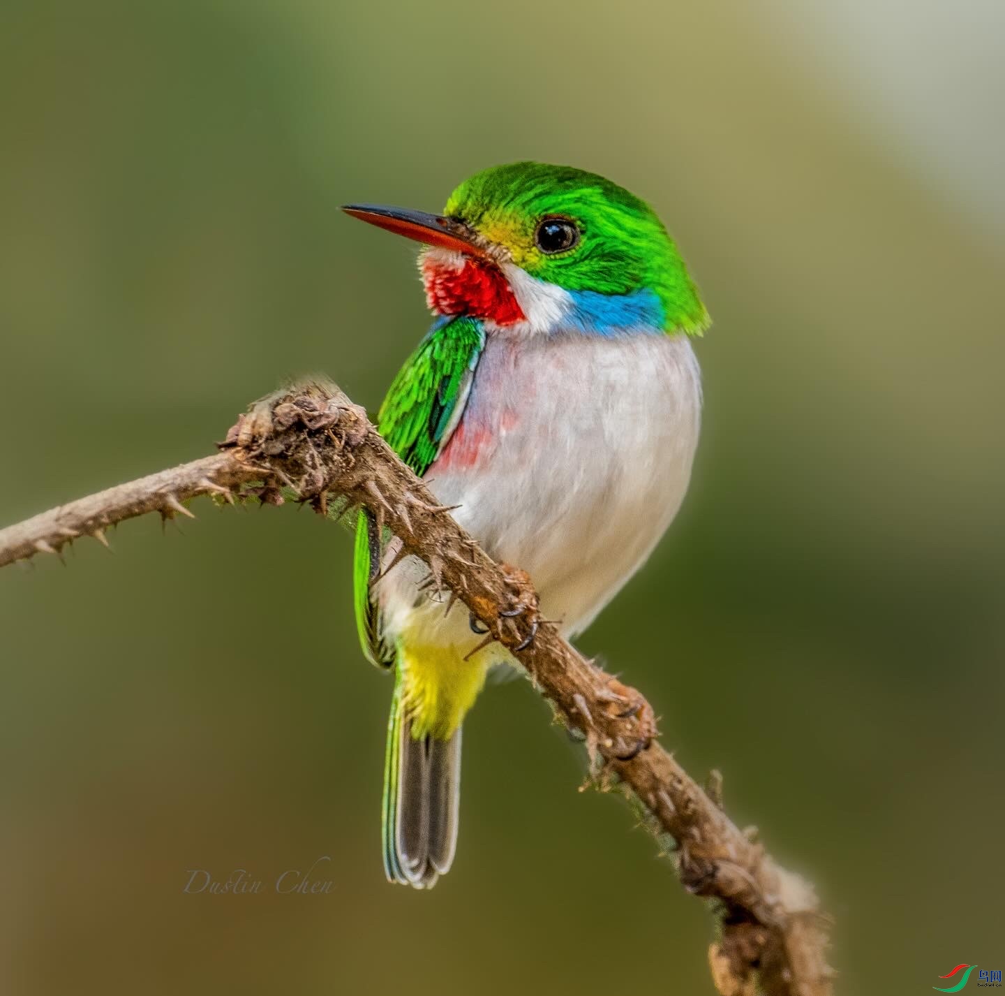 ��ɫ��β�t