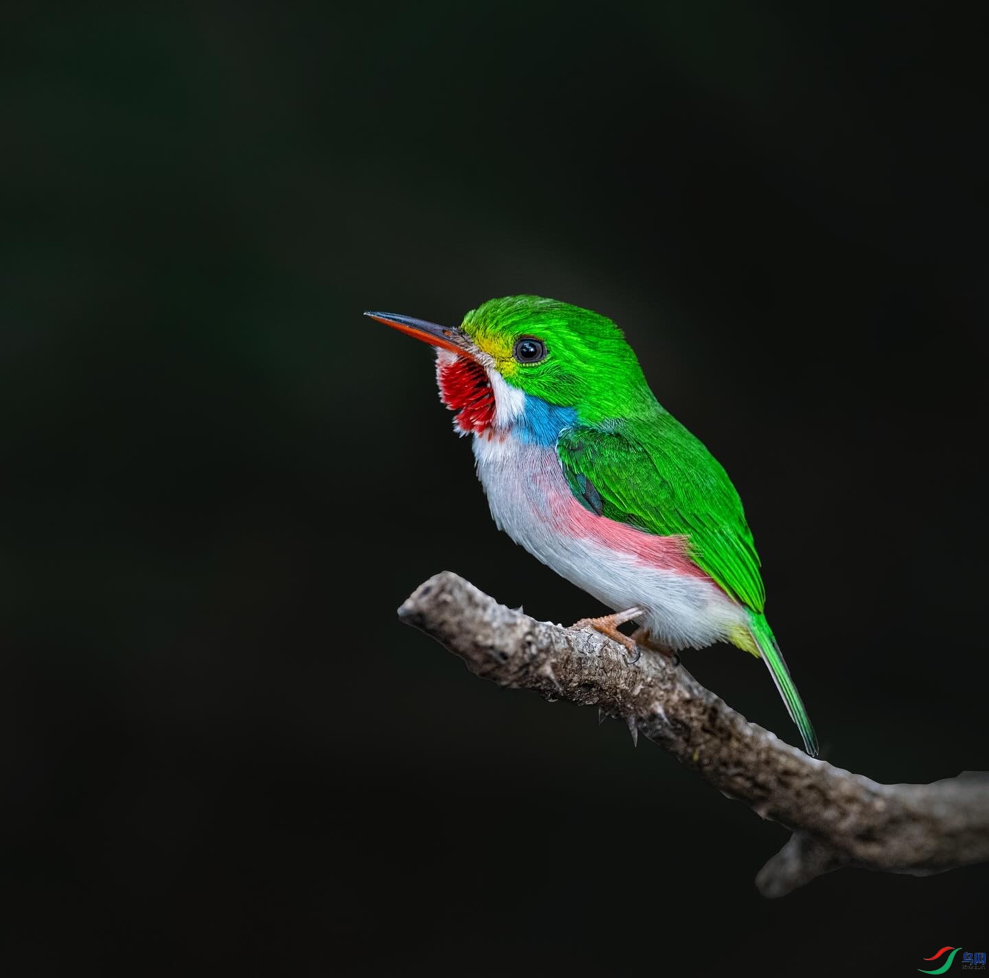 ��ɫ��β�t