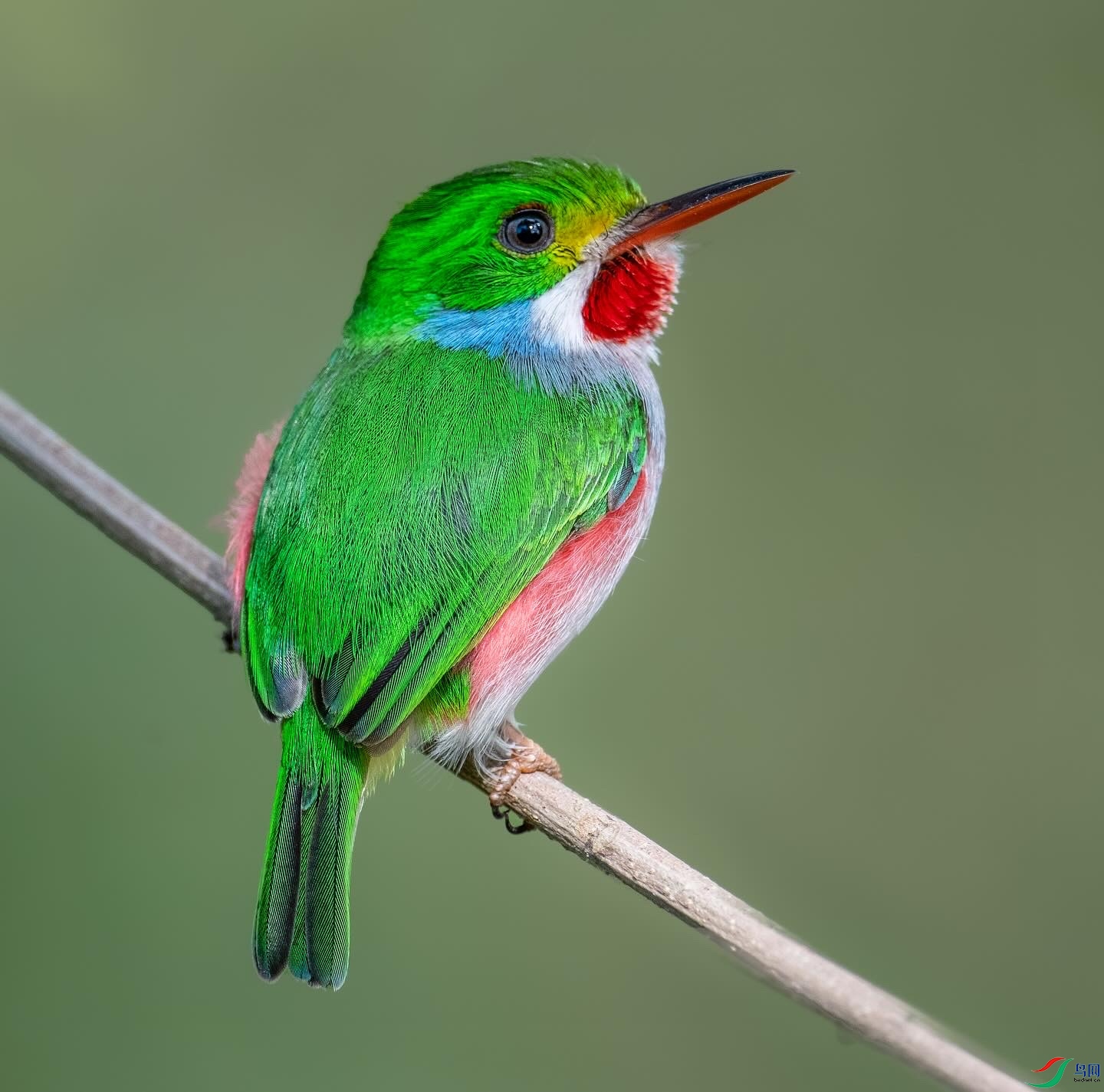 ��ɫ��β�t