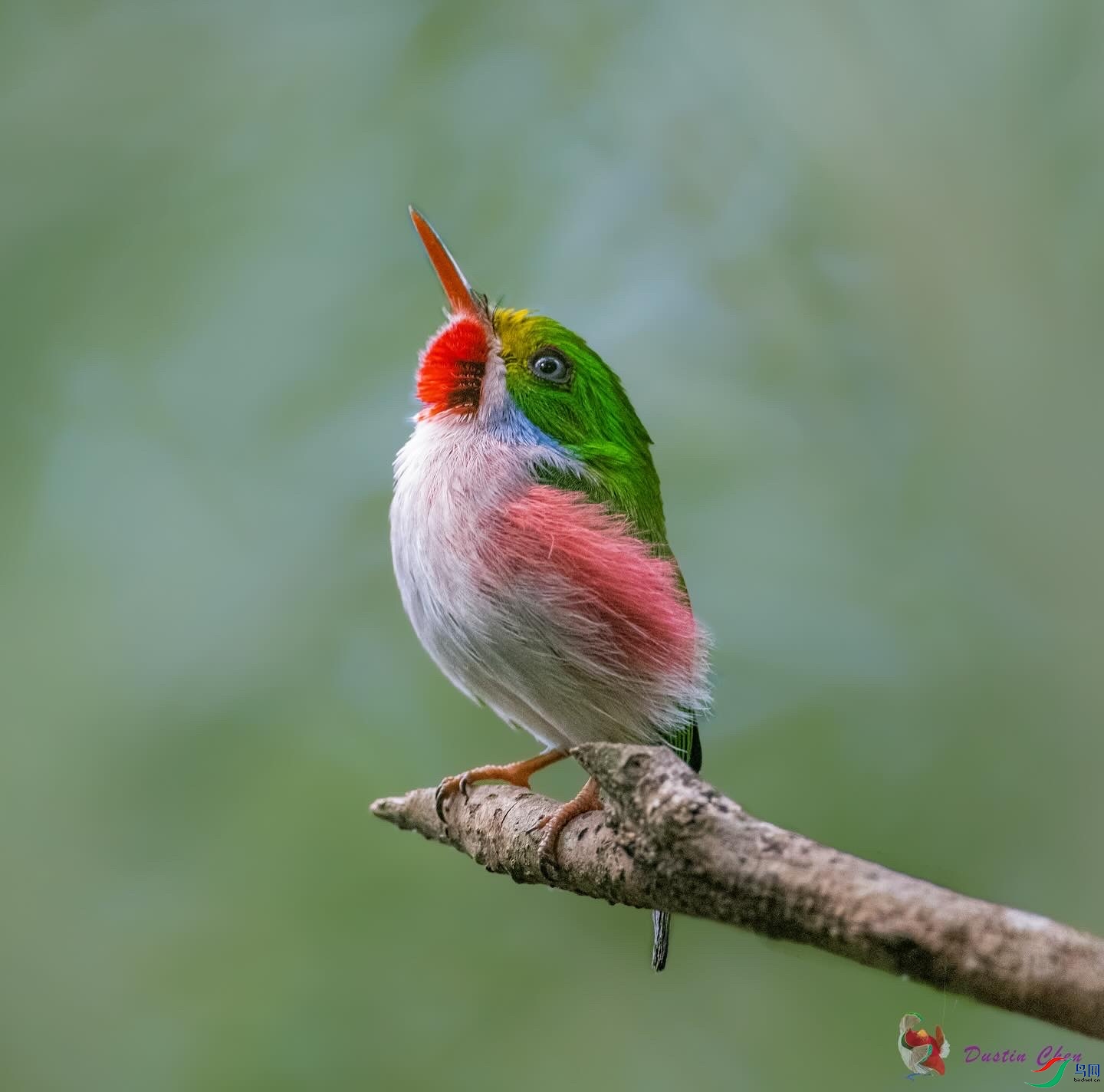 ��ɫ��β�t